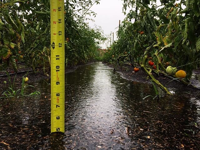 Aquatic tomatoes. Something about flood mitigation and reckless urban development. And &ldquo;rain events&rdquo; trending. Part of this photo reveals a farm still in its infancy. But the other part is much more sobering and insidious. We must fundame