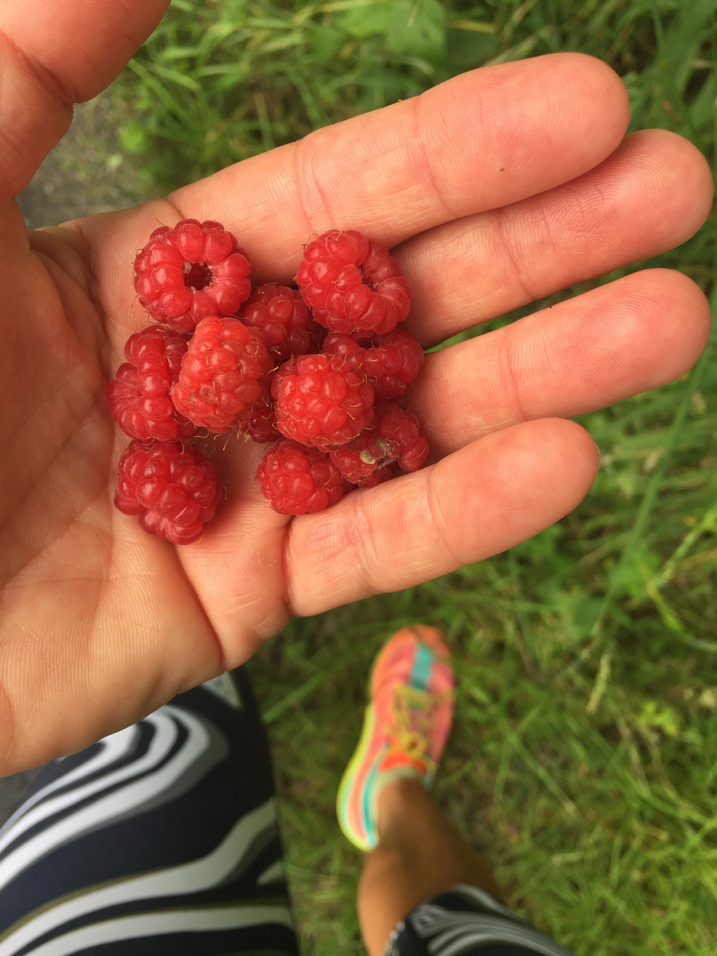 Med naturens snacks underveis