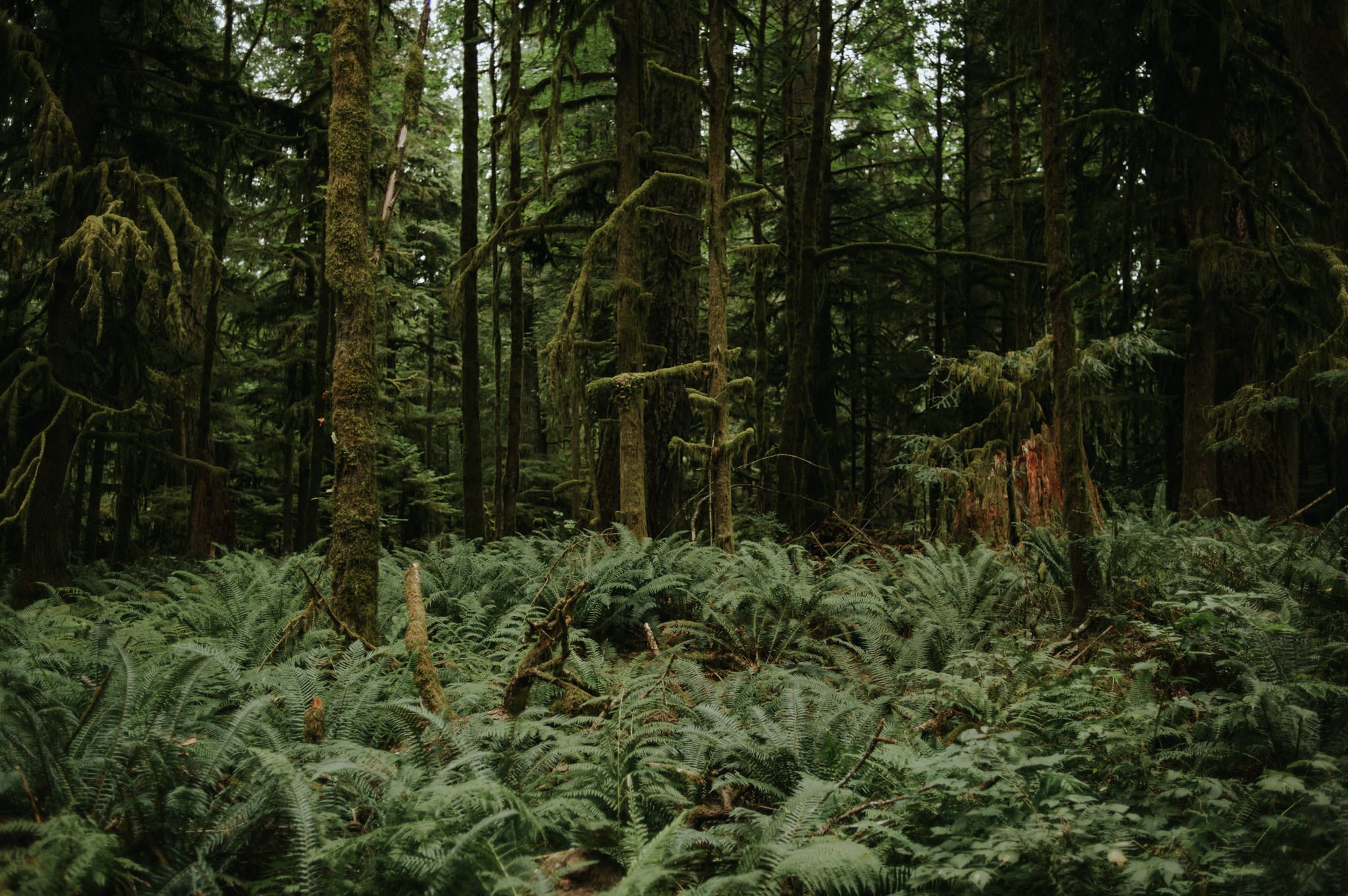 Cathedral Grove on Vancouver Island