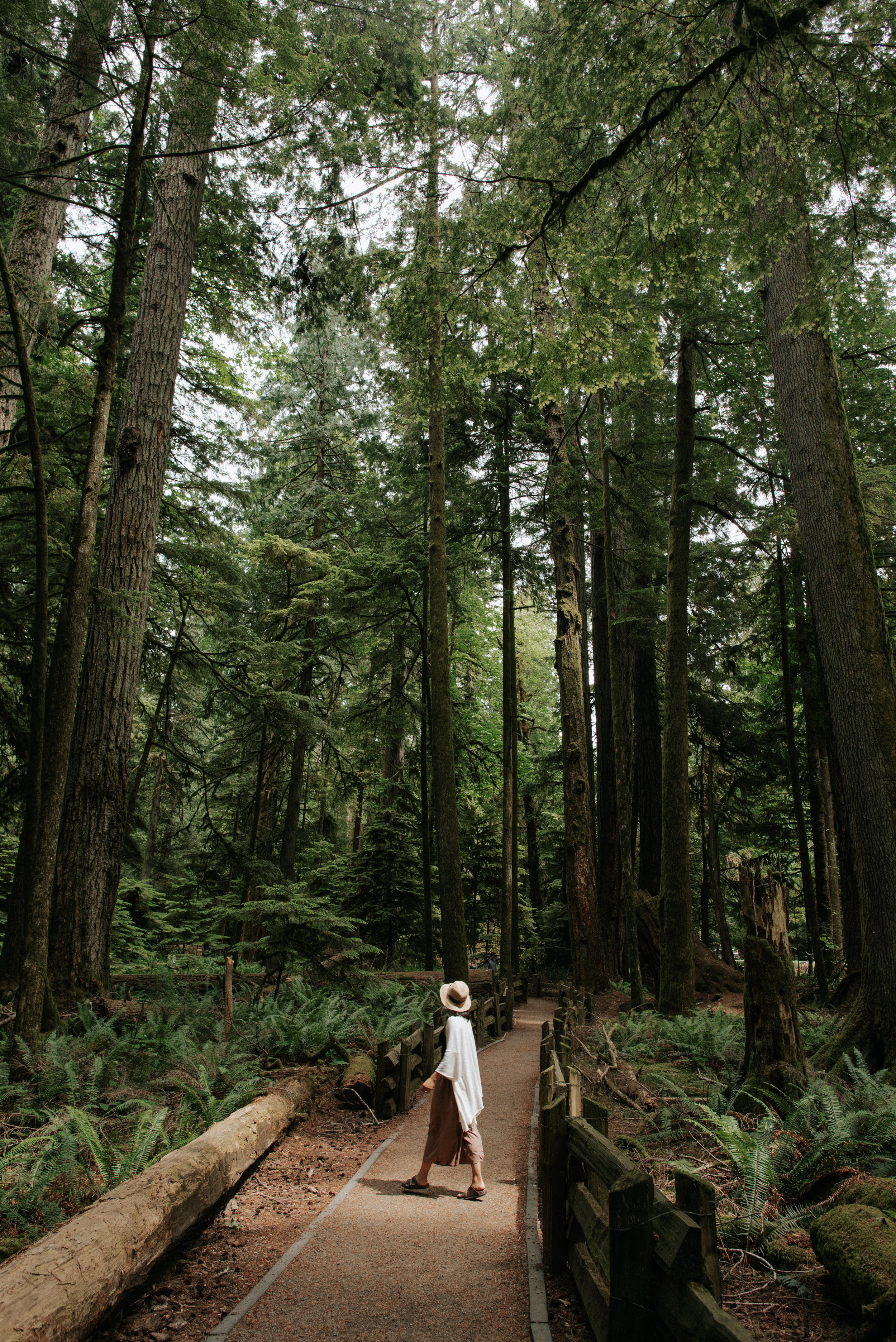 Cathedral Grove on Vancouver Island