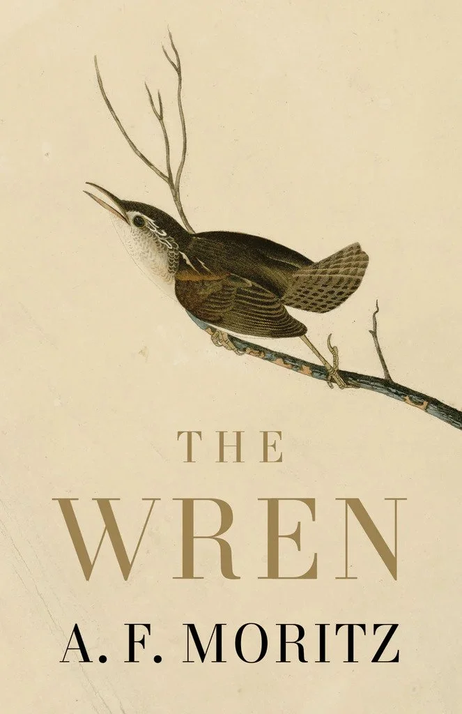 wren jpg.jpg
