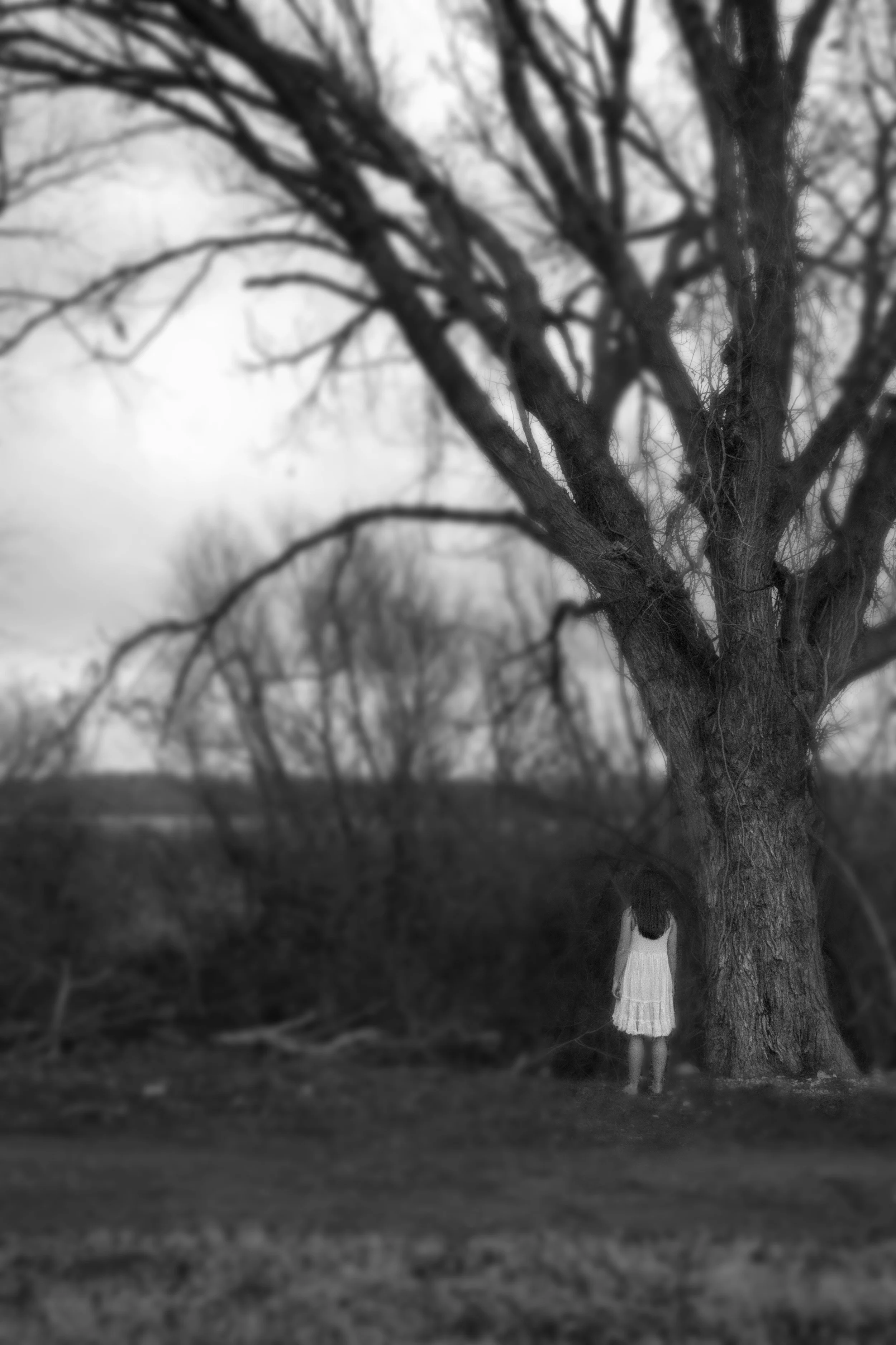 cat dead tree.jpg