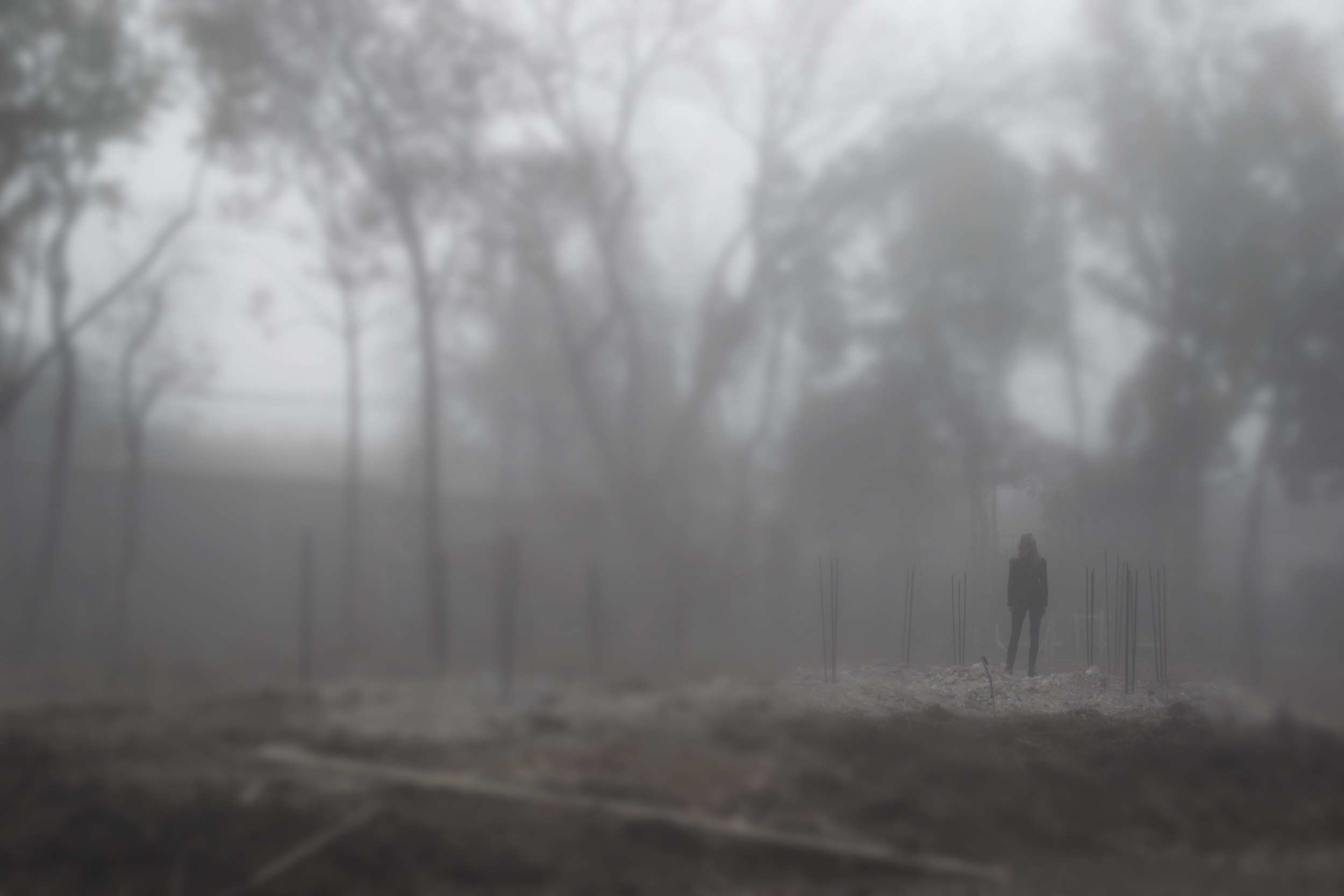 dreamscape fog.jpg