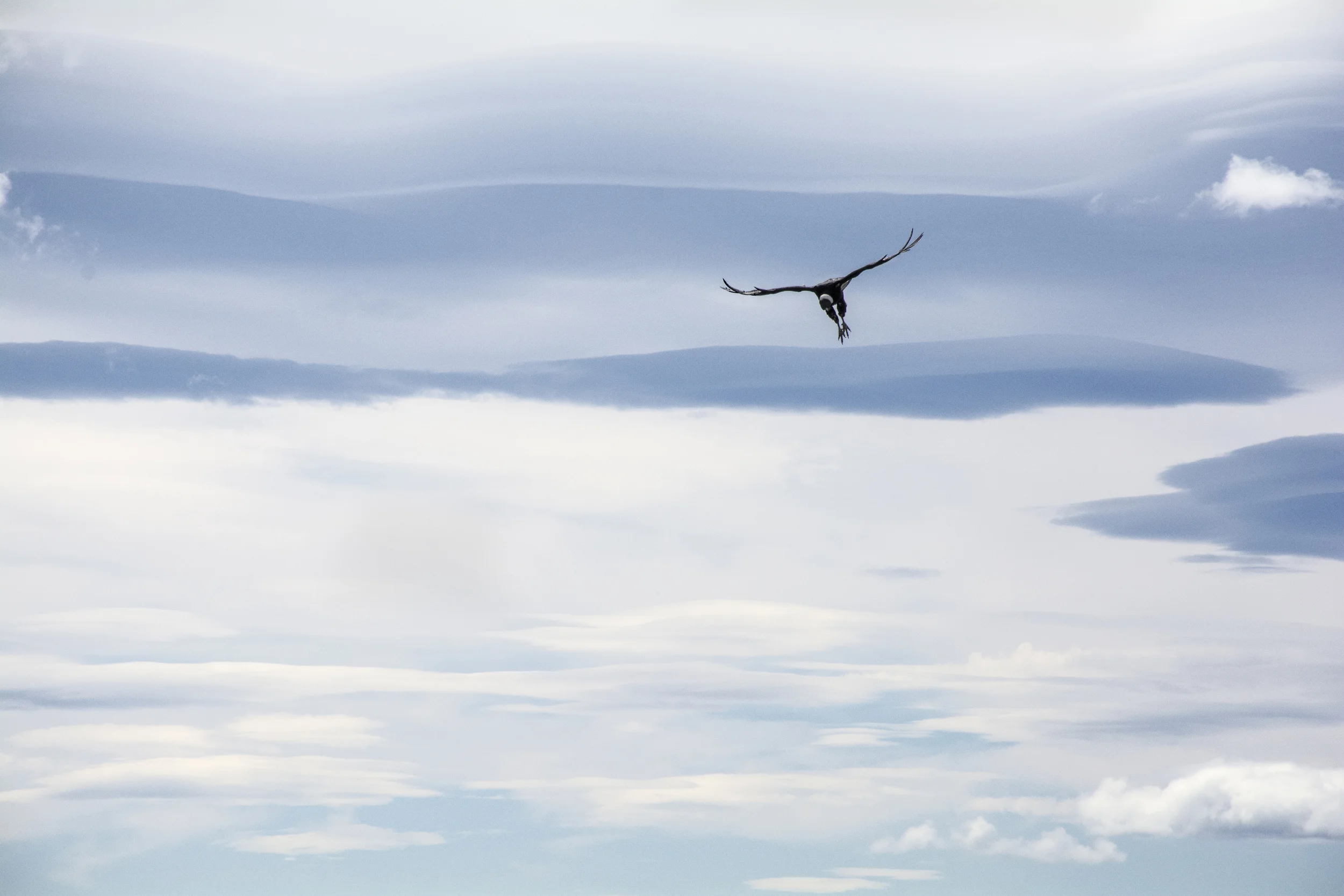 condor.jpg