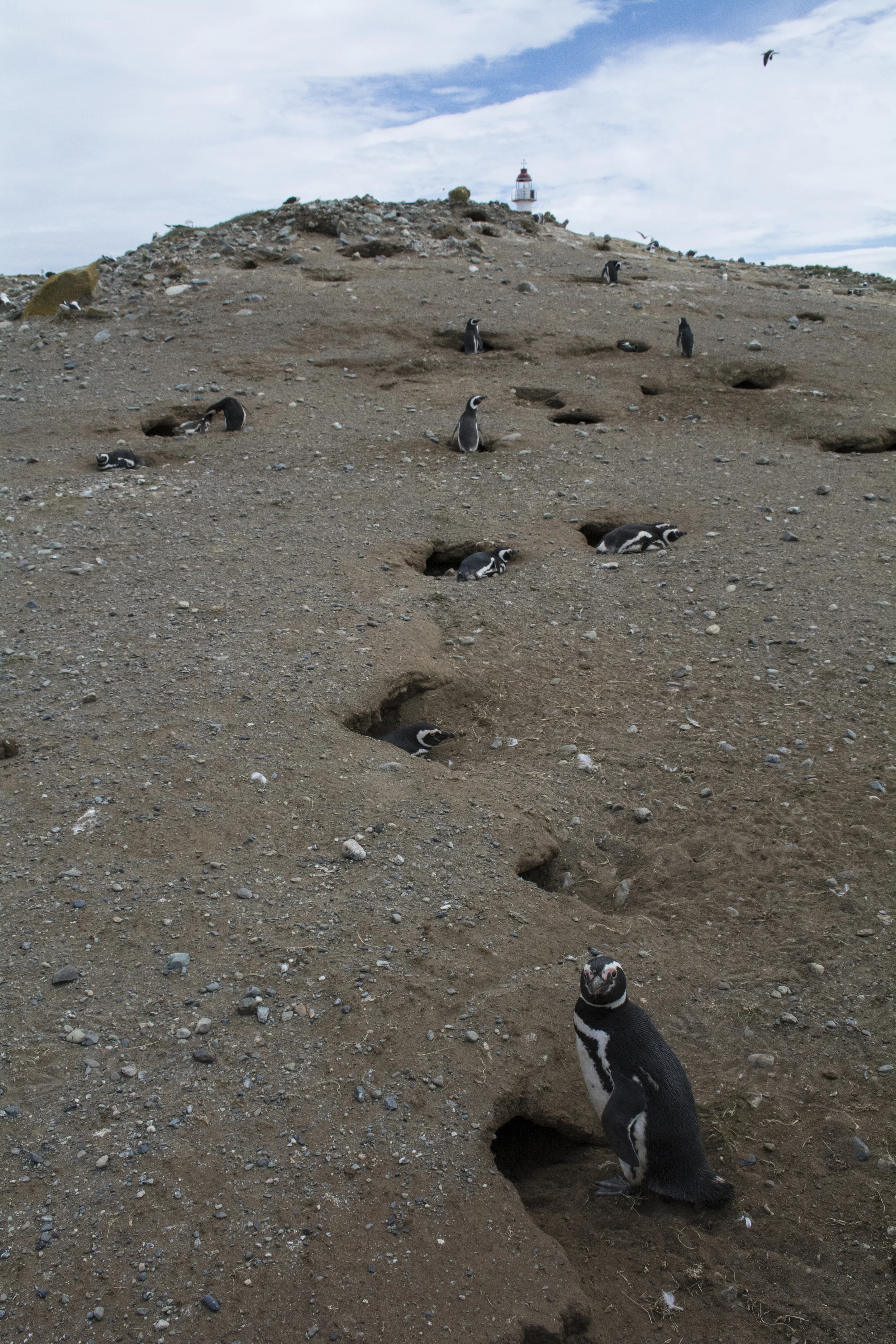 penguin landscape.jpg