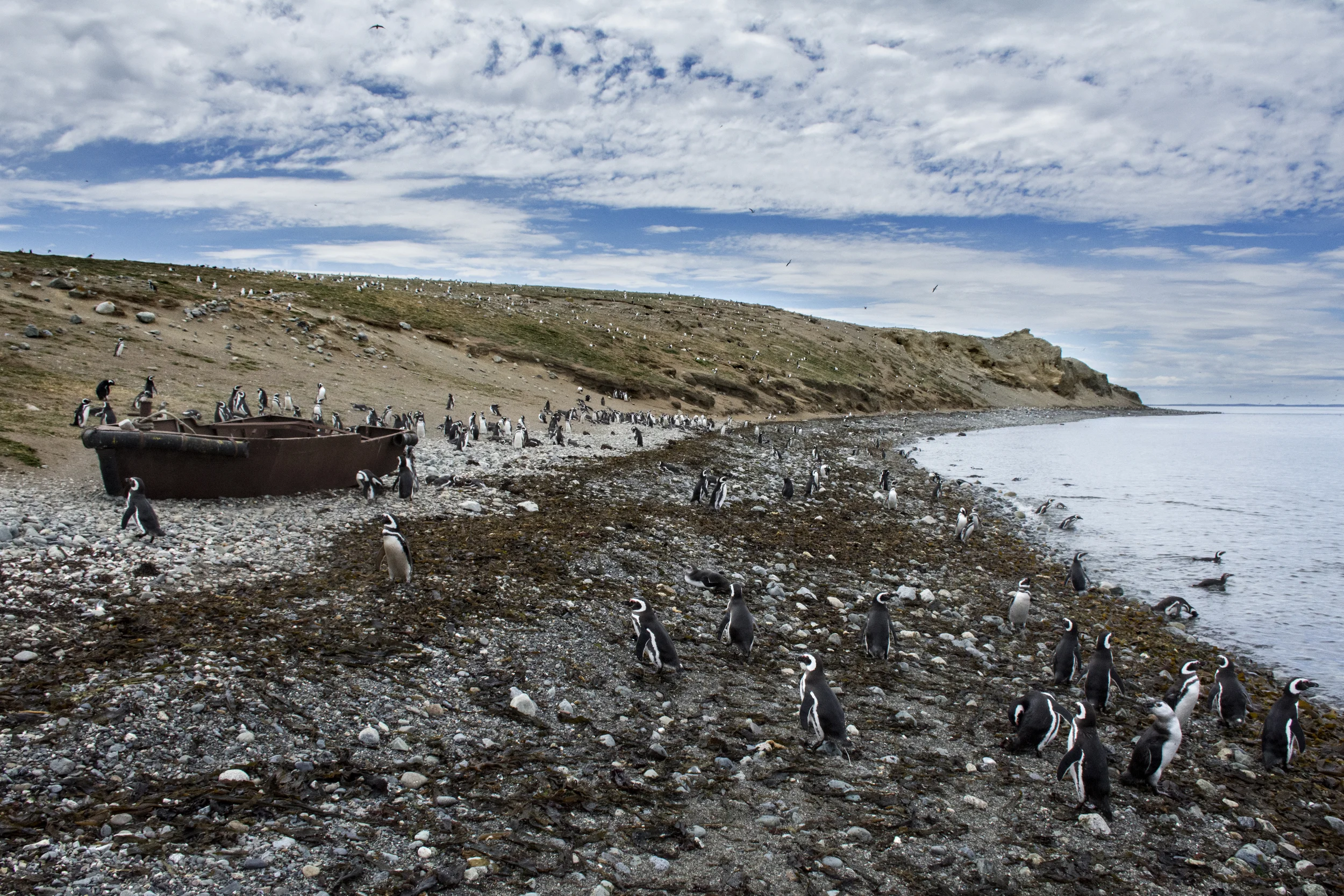penguin boat.jpg