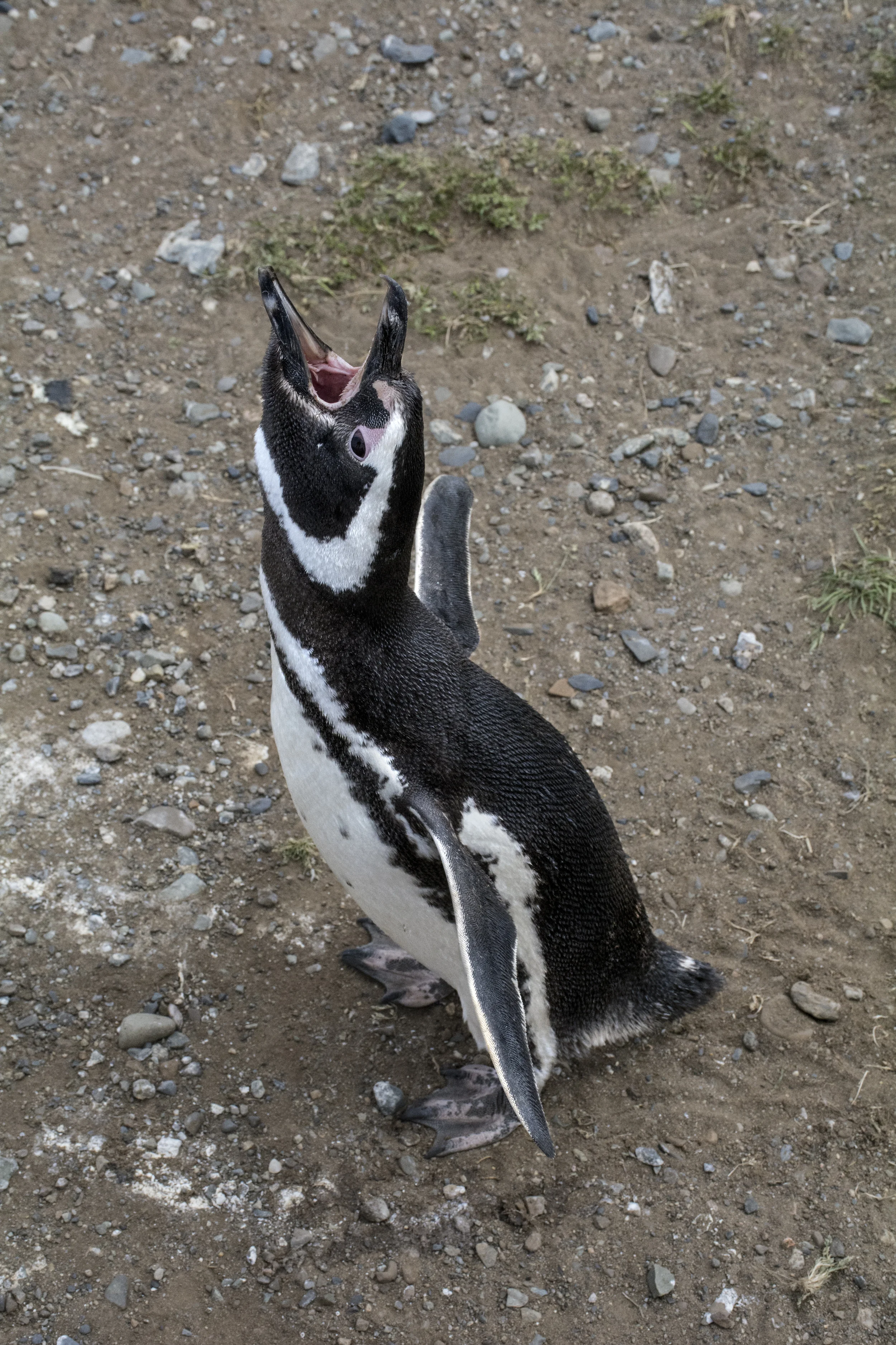 penguin yell.jpg