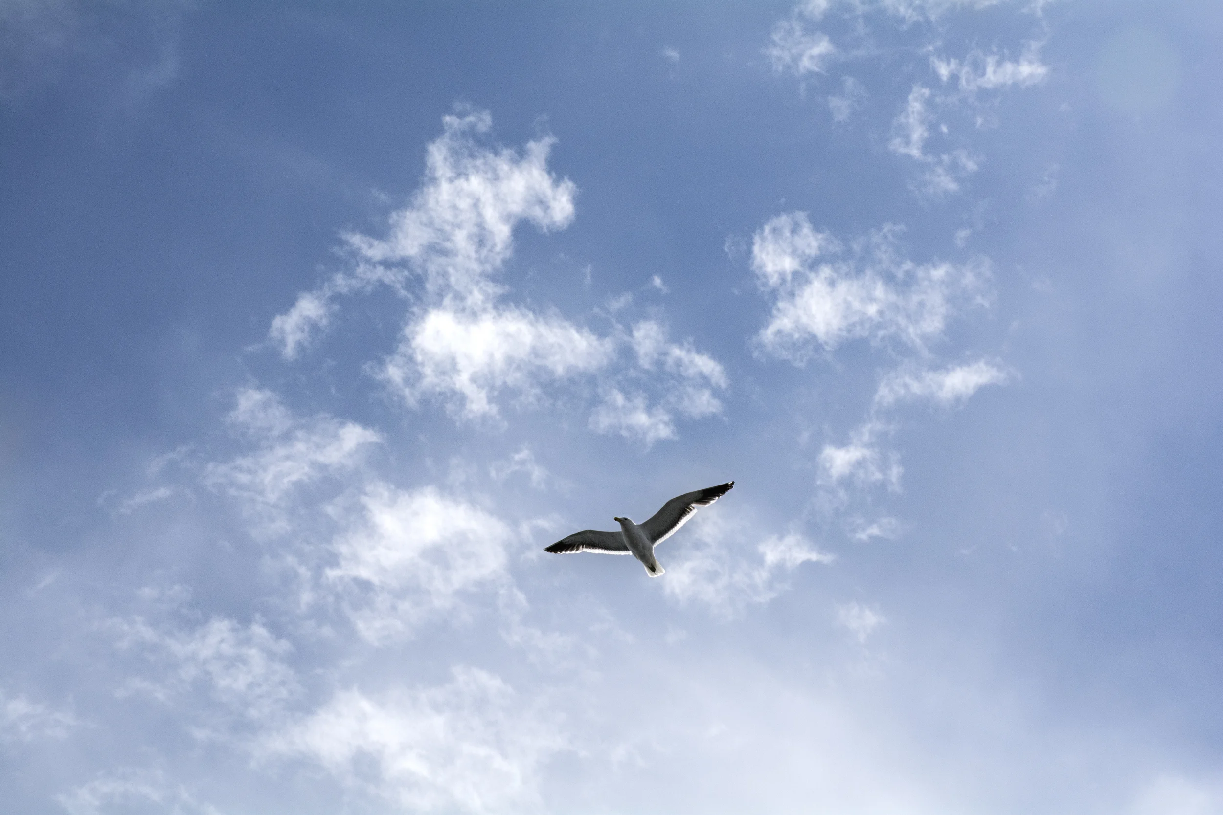 seagull.jpg