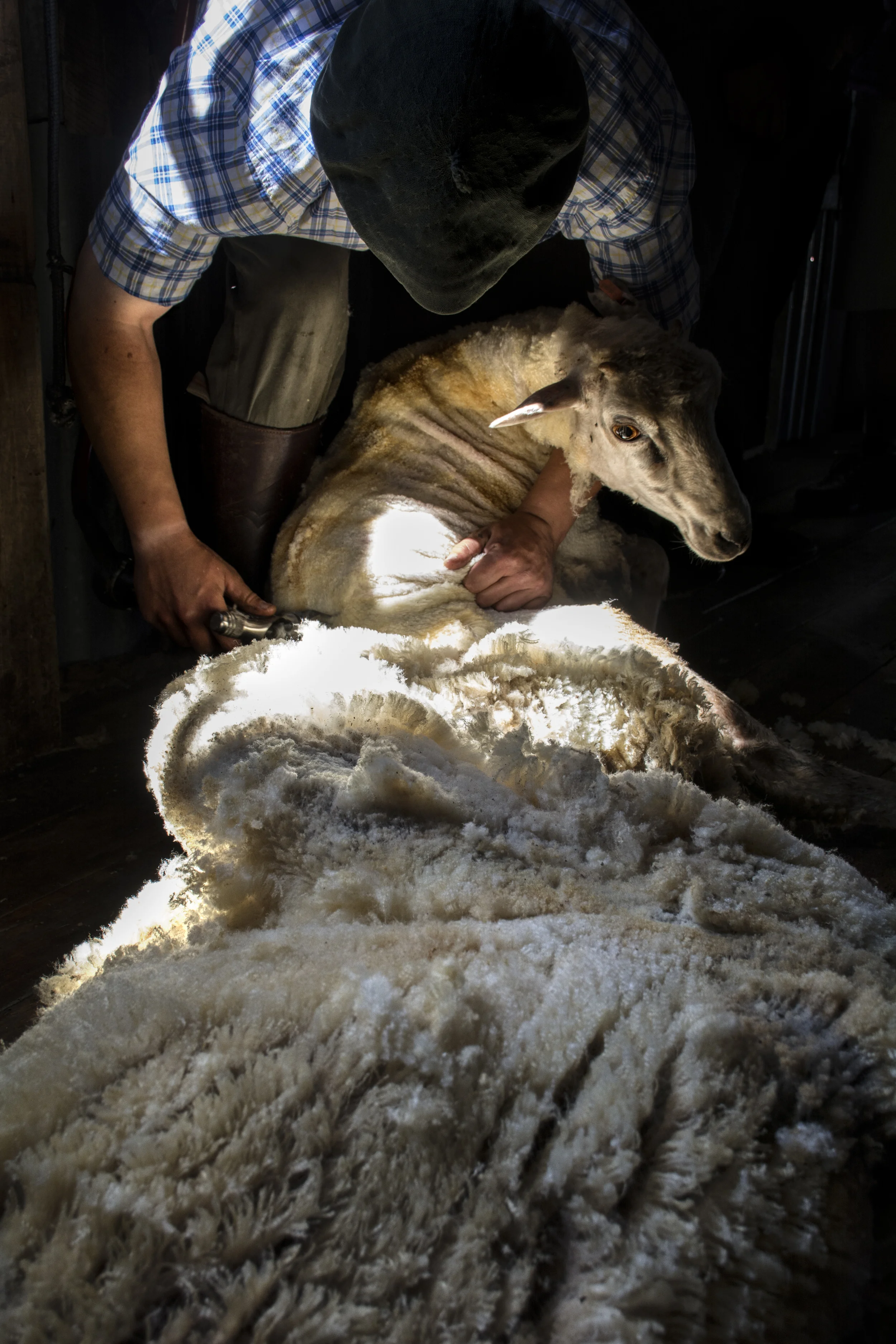 sheep shvae.jpg