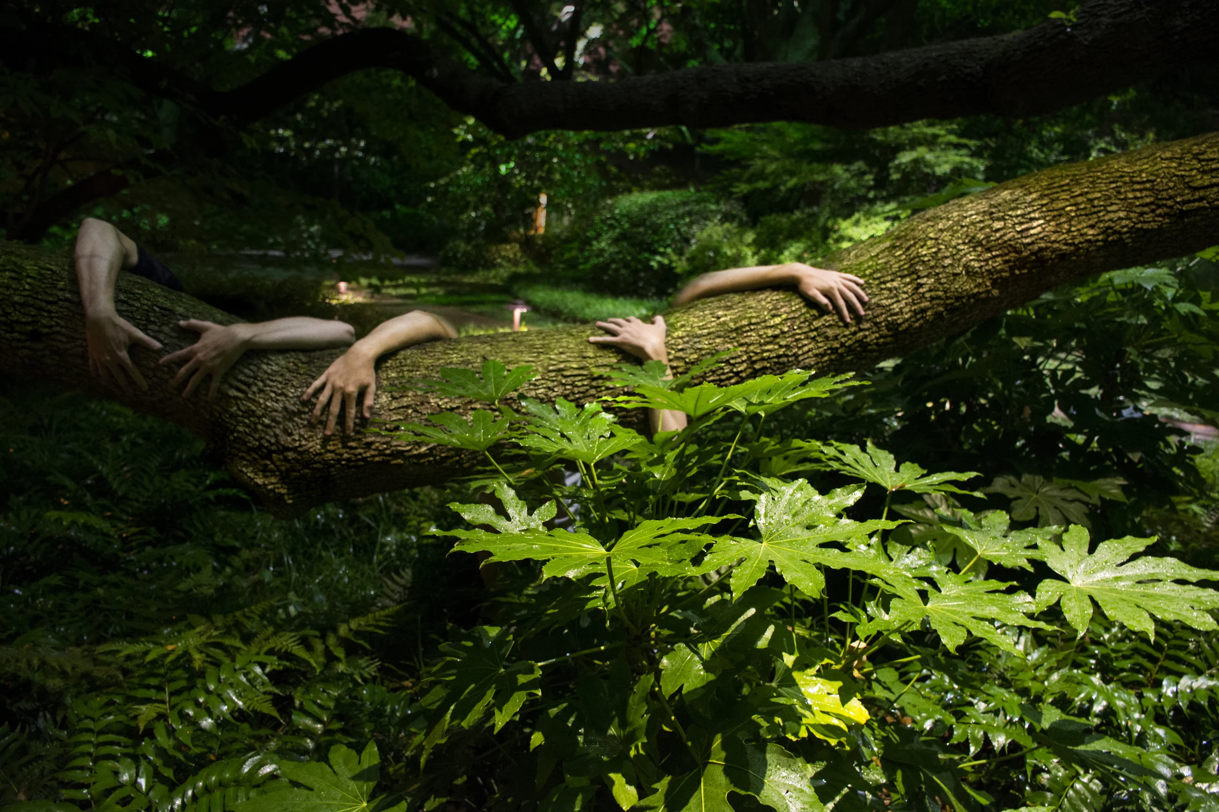 arm tree.jpg