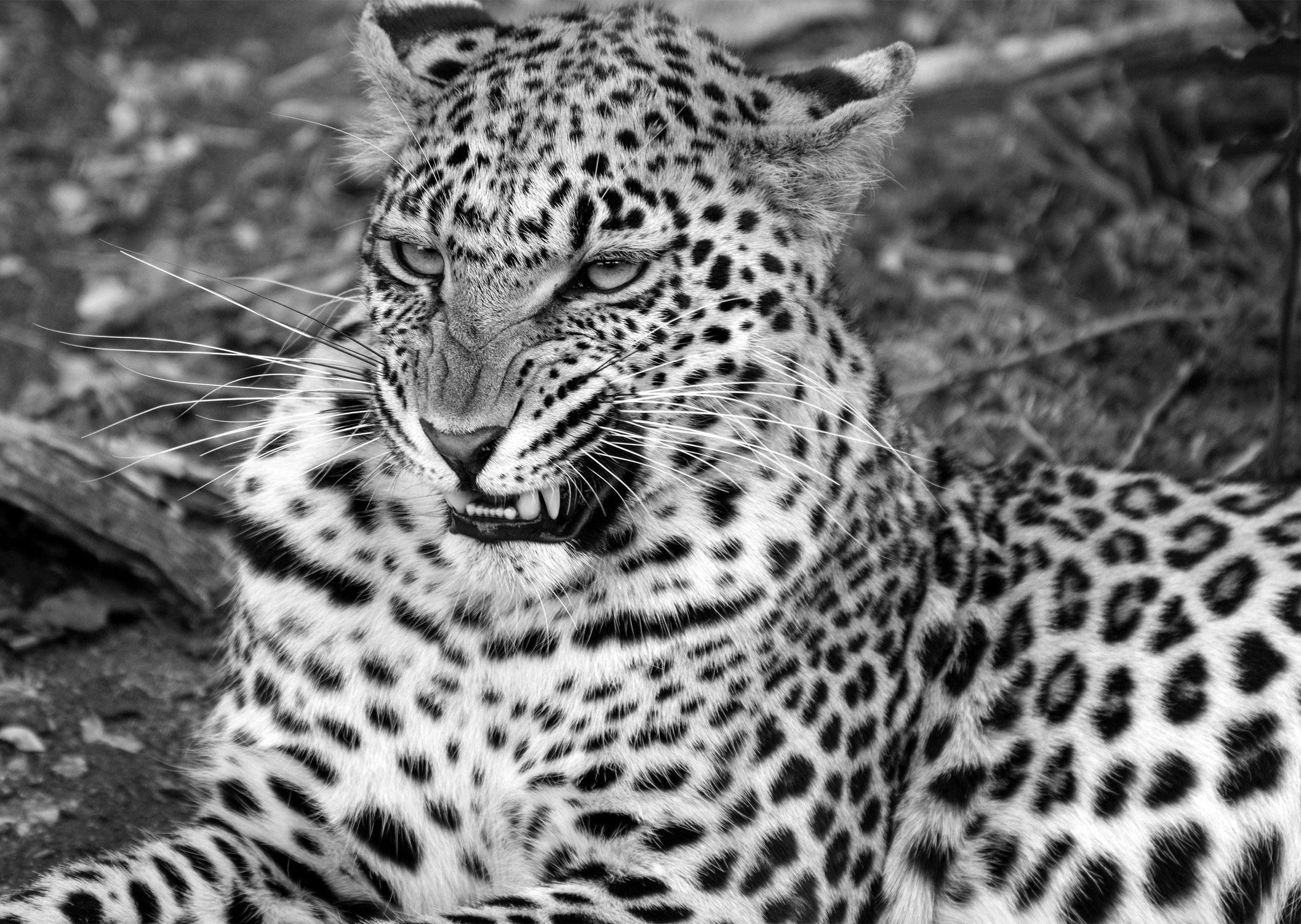 black and white leopard JPG.jpg