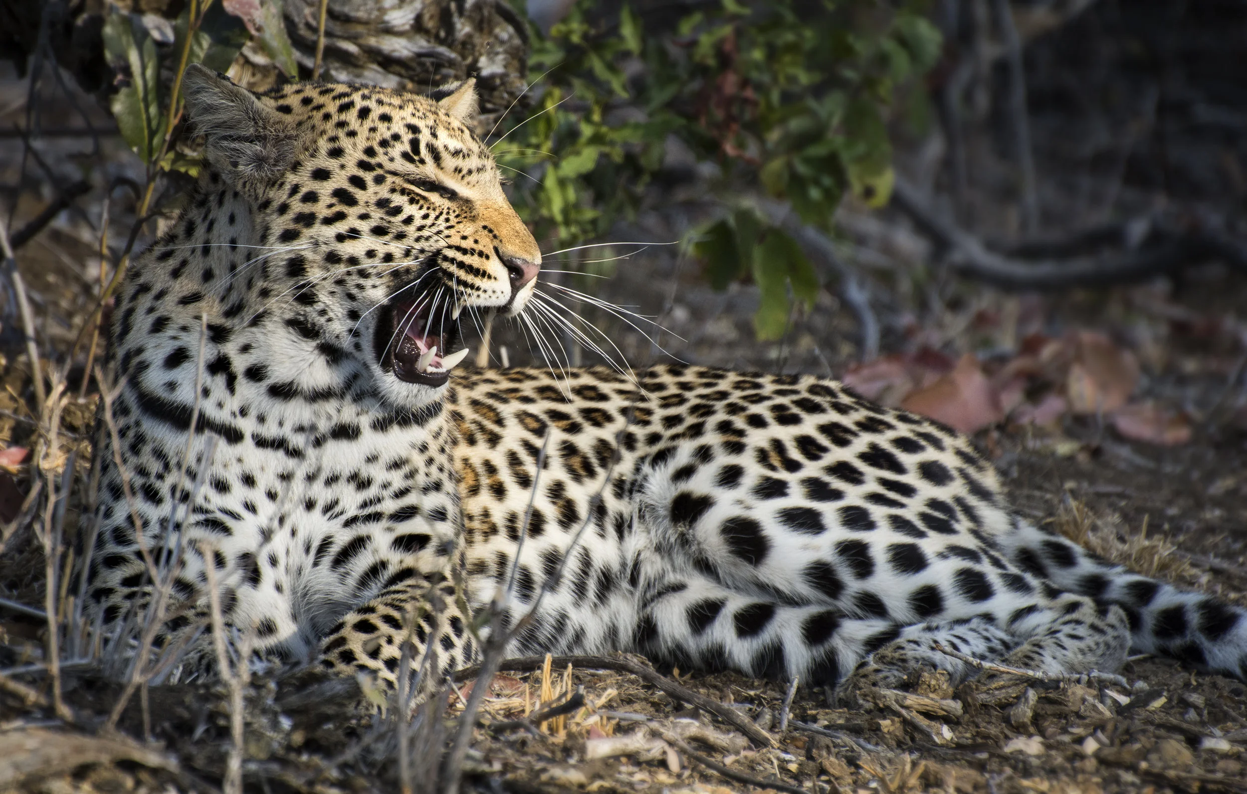 color leopard yawn JPG.jpg