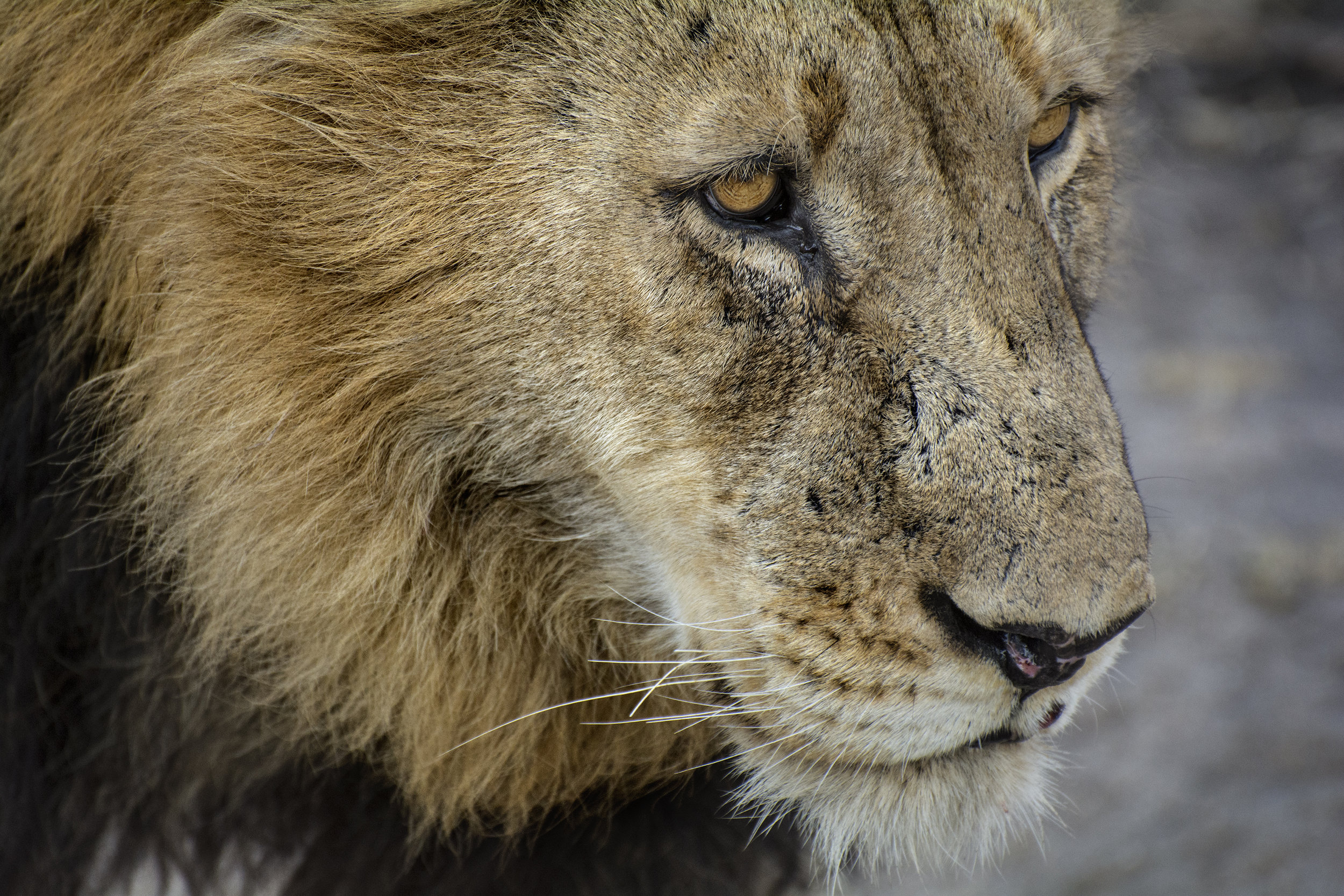 lion close up JPG.jpg