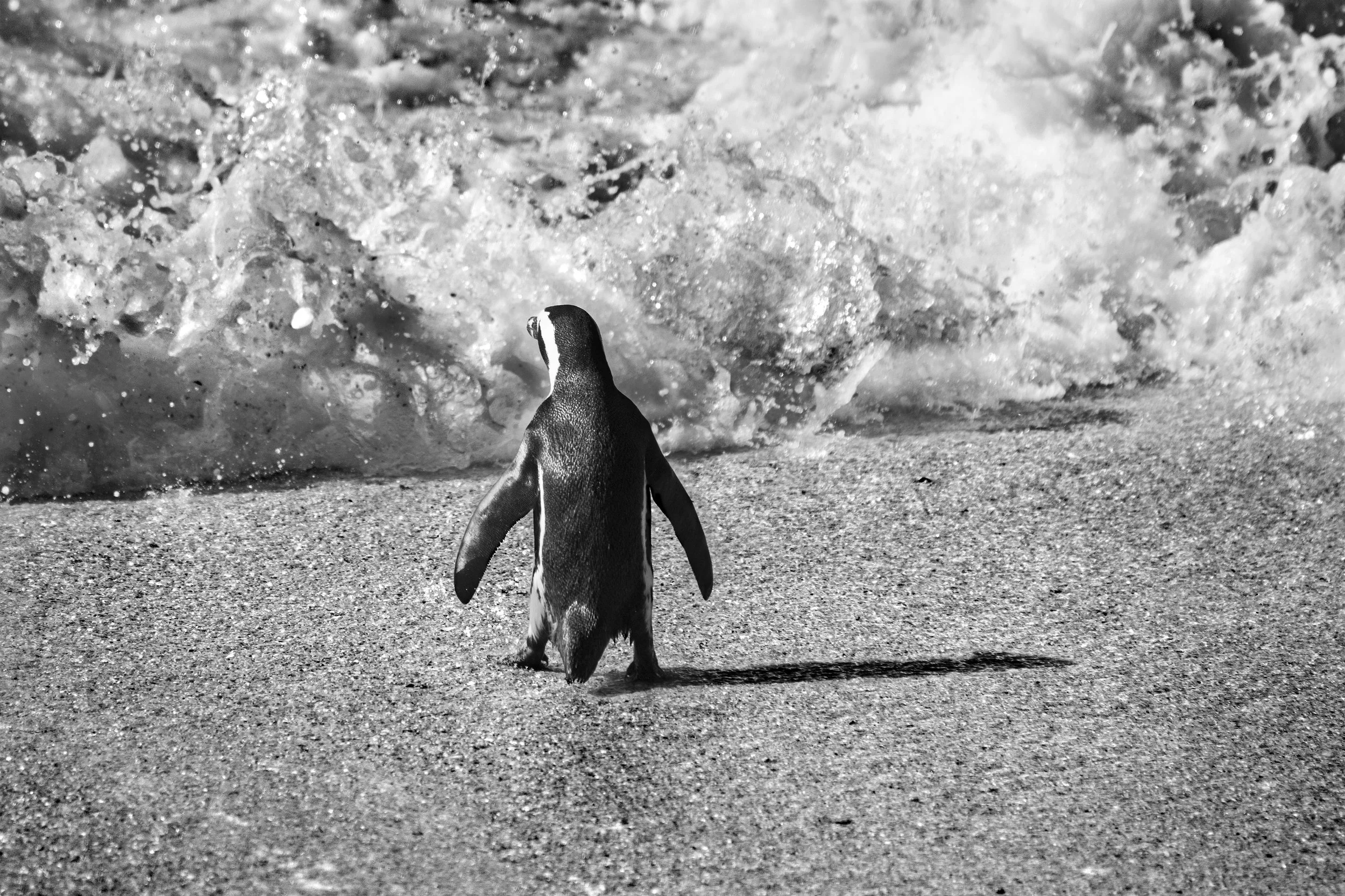 penguin waves JPG.jpg