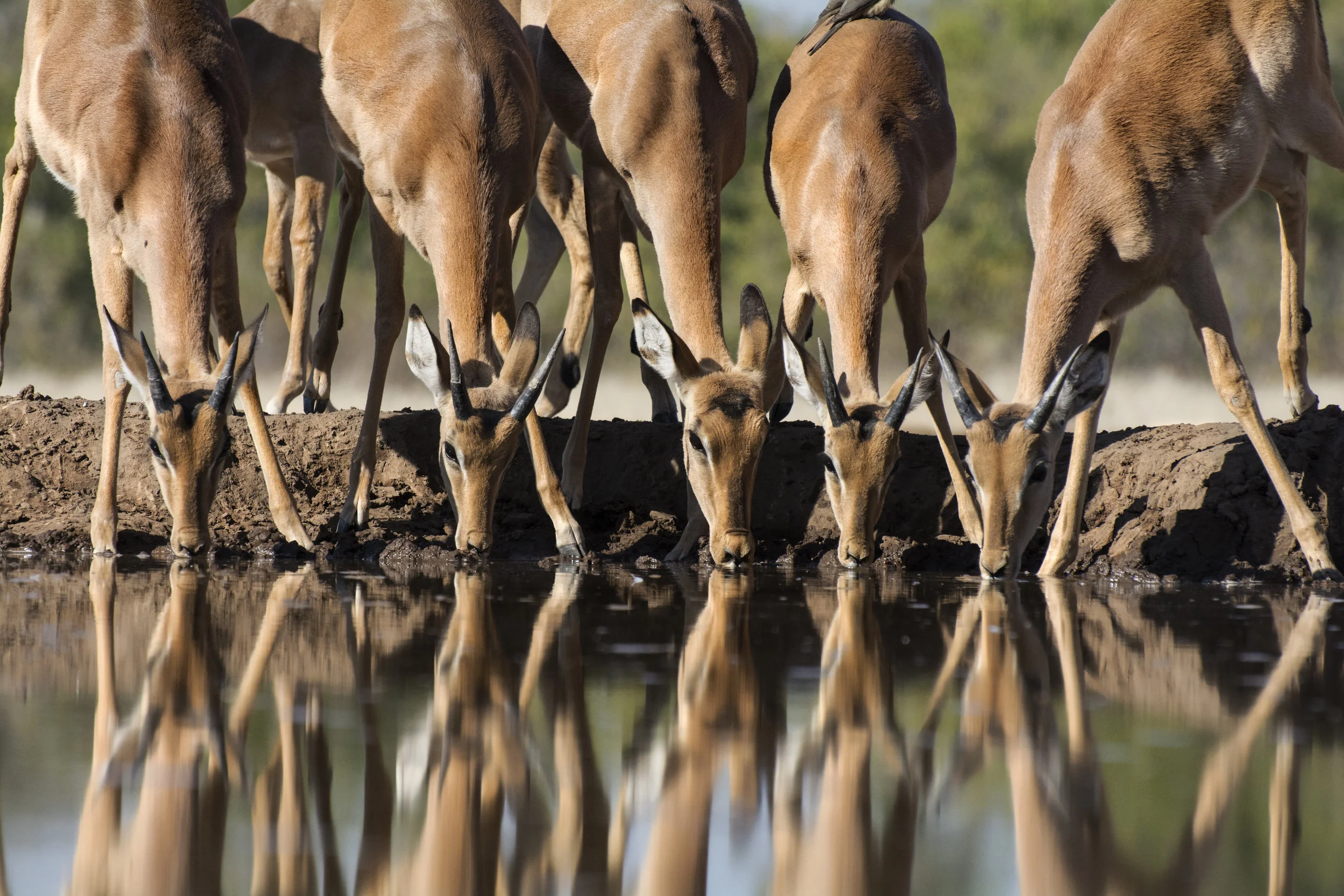 impala drinking JPG.jpg