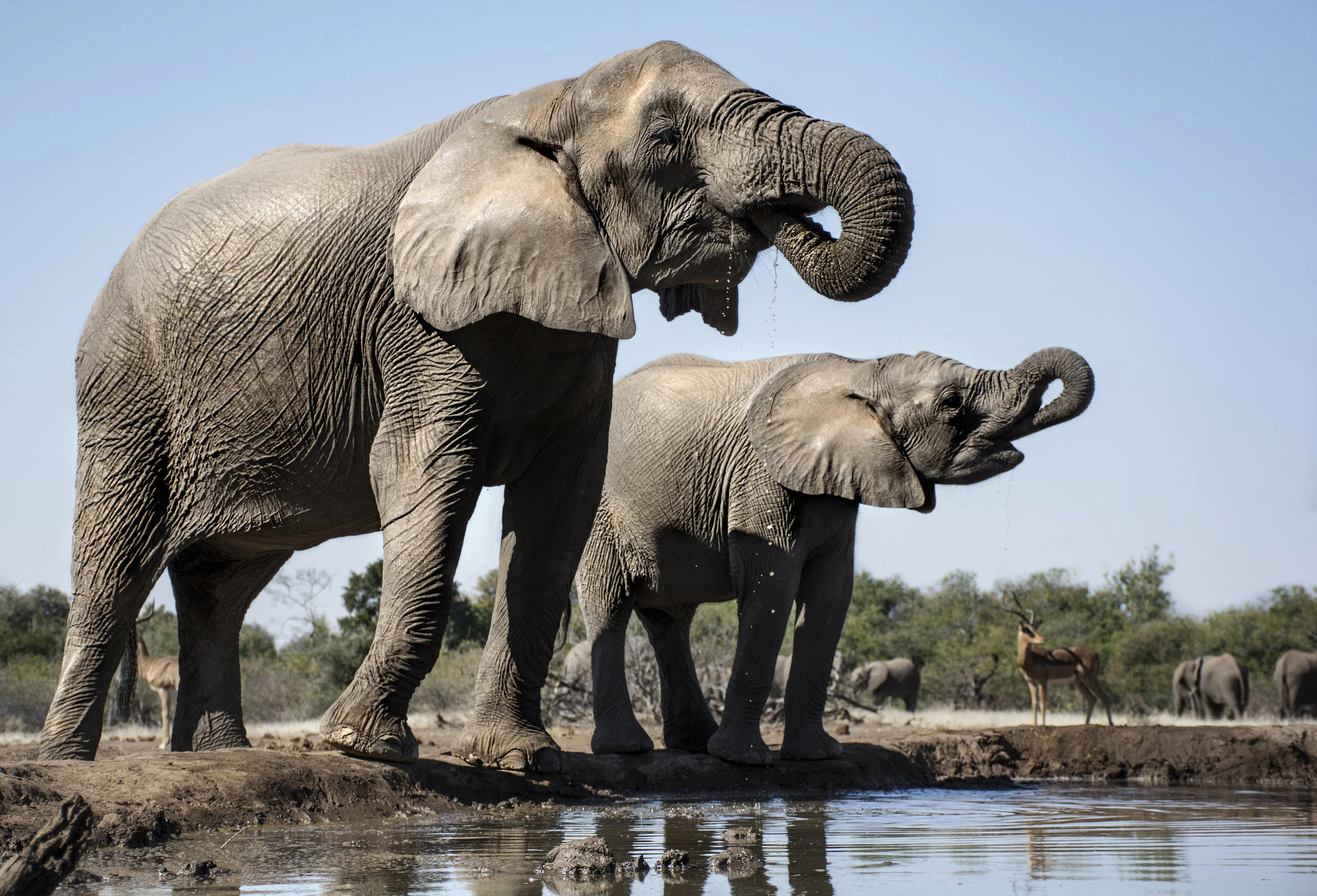 two elephants drinking JPG.jpg