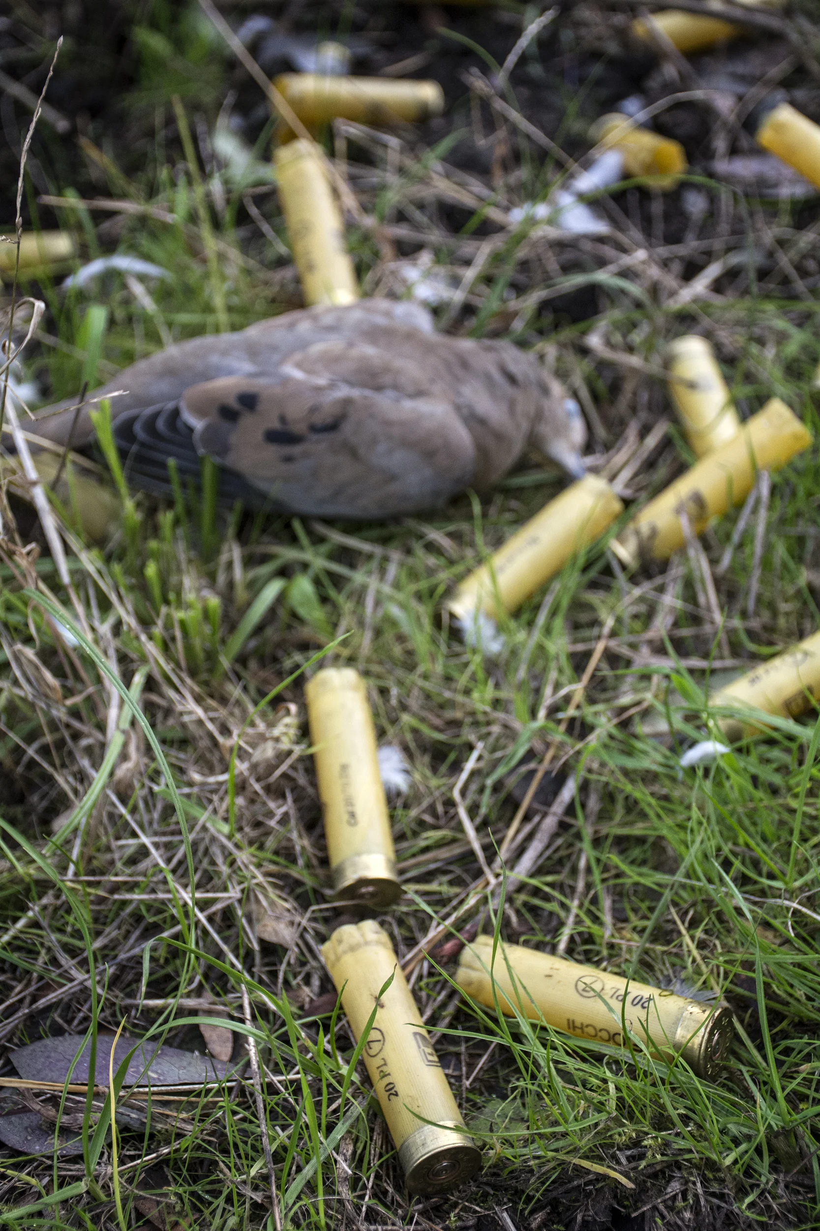 bird and shells.jpg