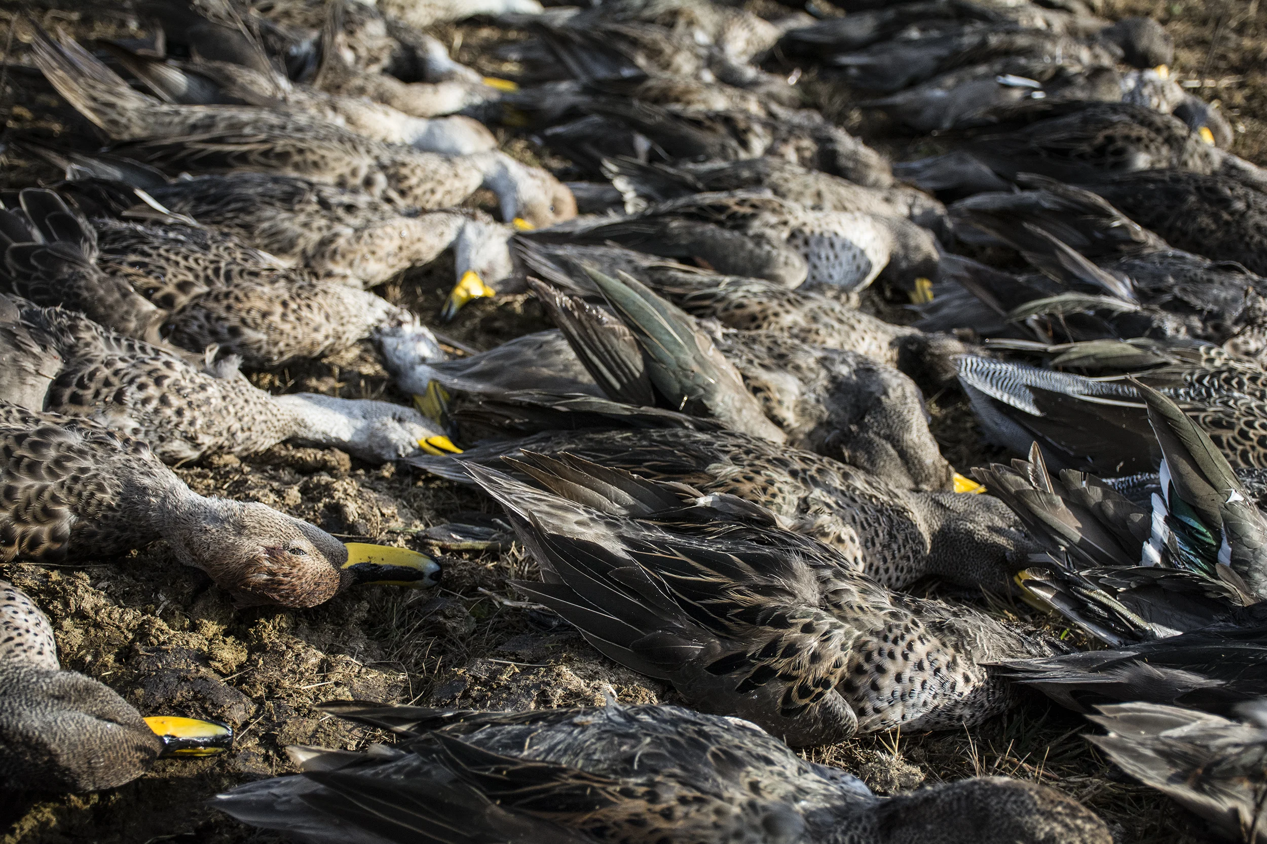 ducks.jpg