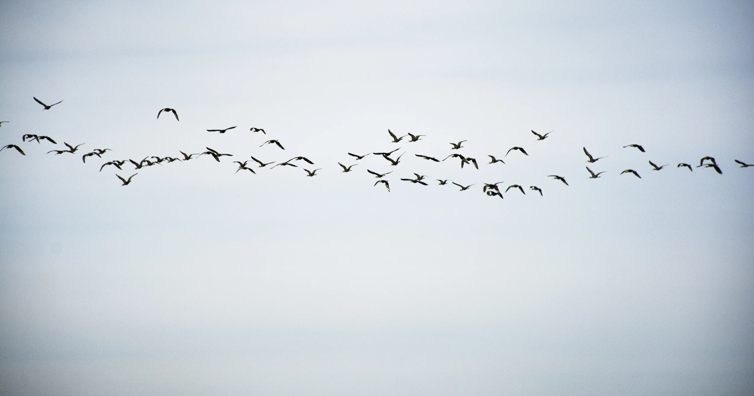birds in air.jpg