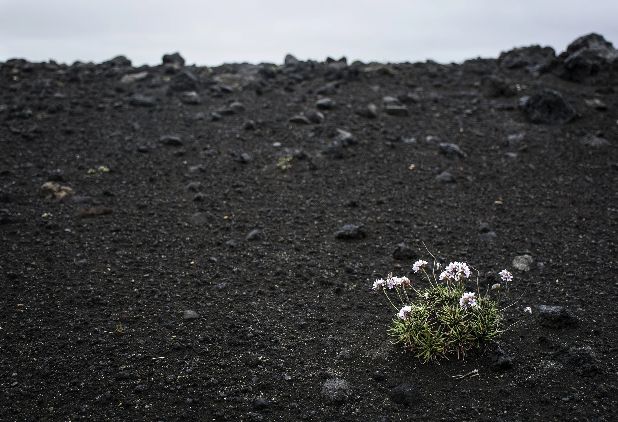 flower in black.jpg