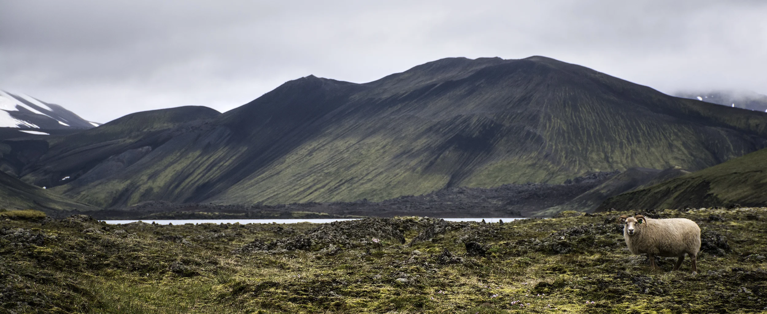 sheep pano.jpg