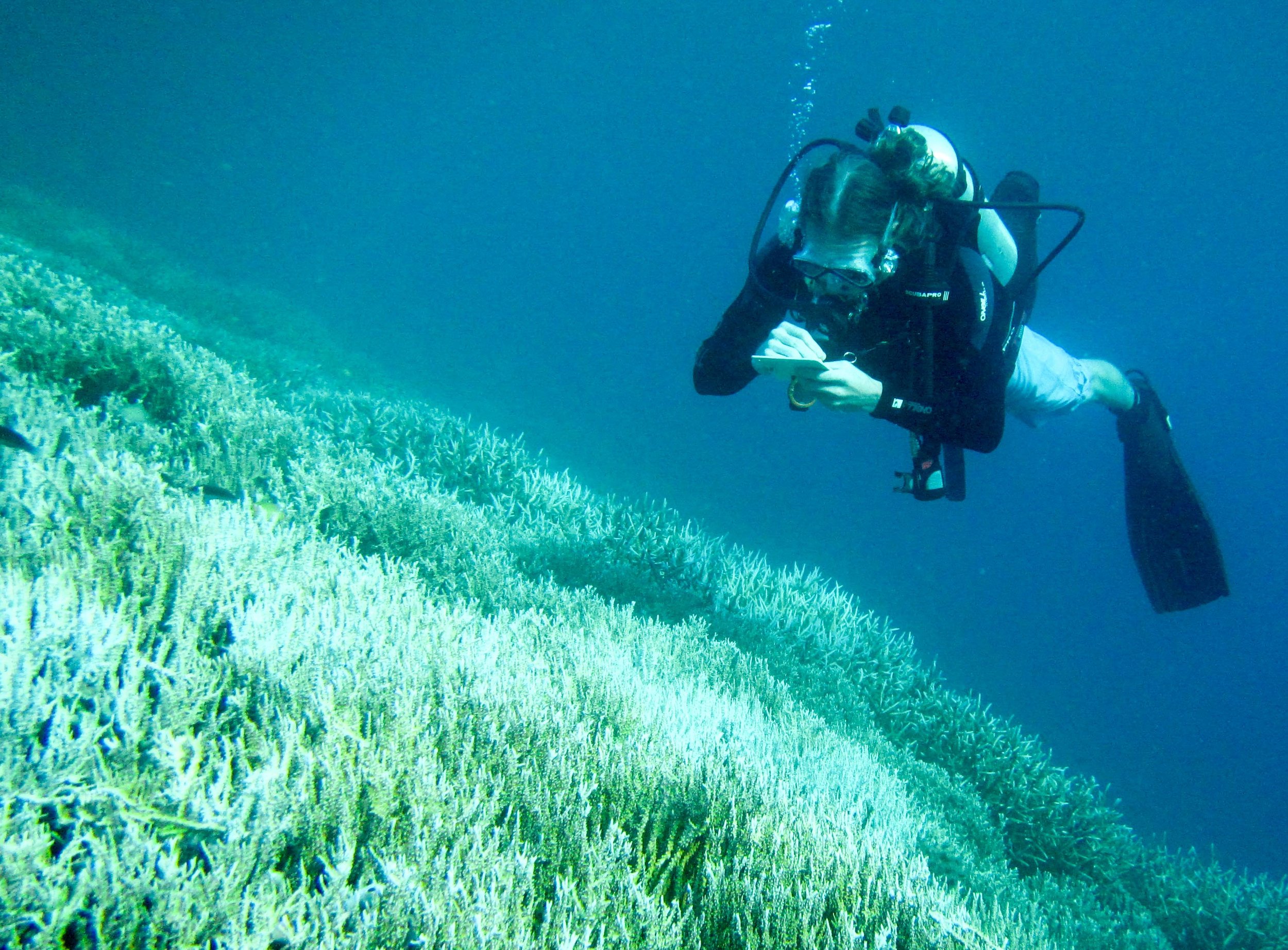  Austin surveying bleached coral reefs in Lombok. 