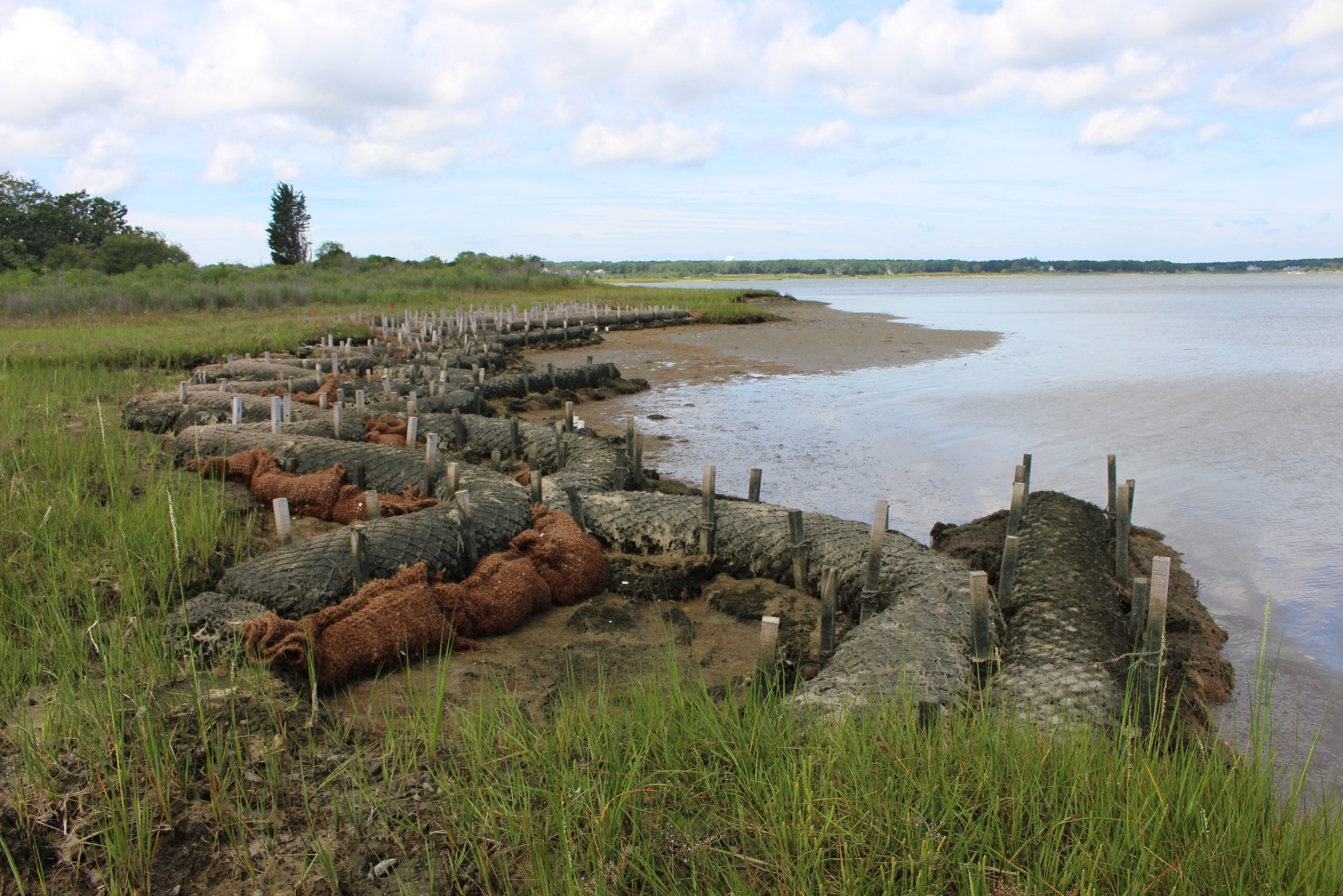  Living shoreline site #1 photographed two months after installation. 