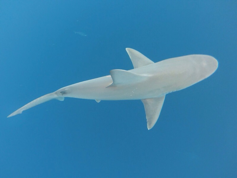 Galapagos shark captured and released by MS student Katie Viducic for research.