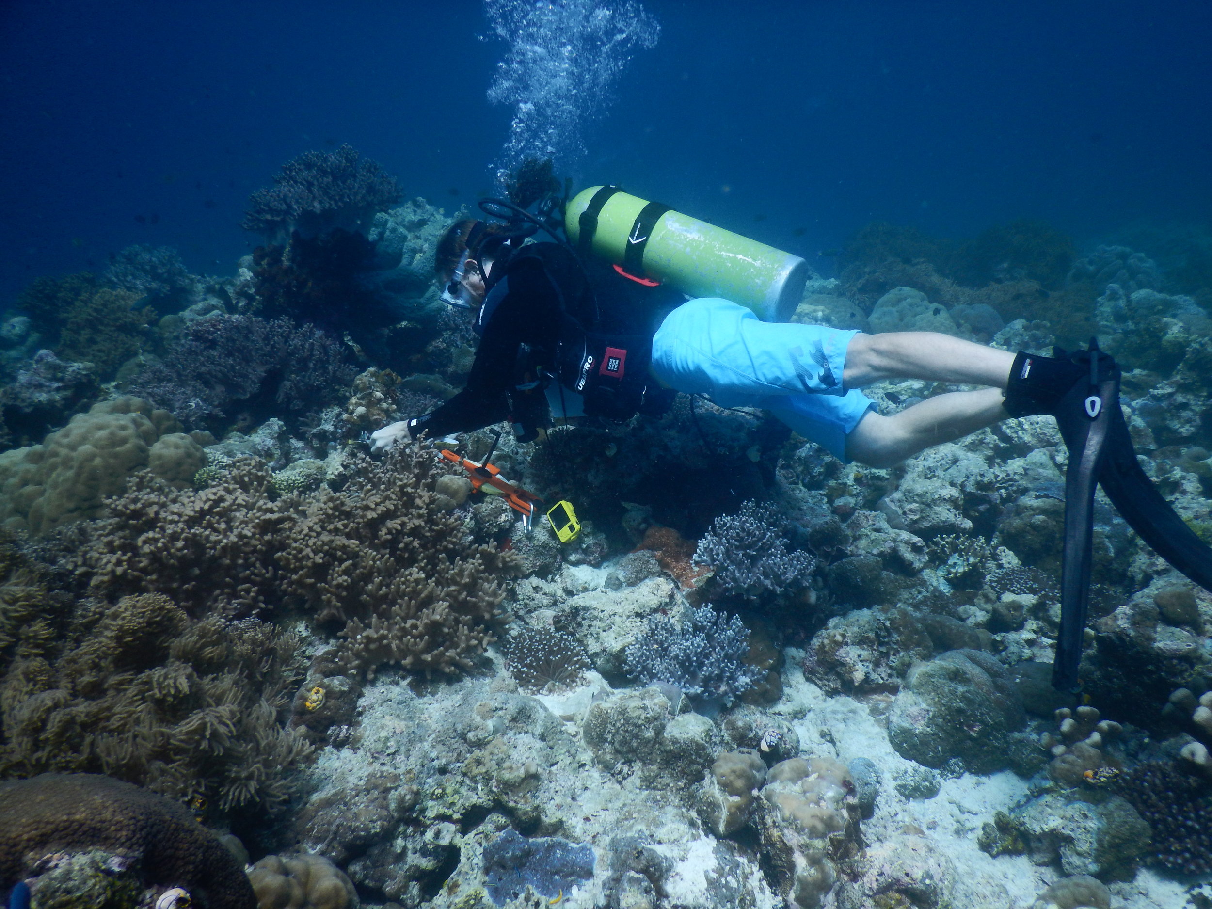 Austin laying out transect tape in Wakatobi