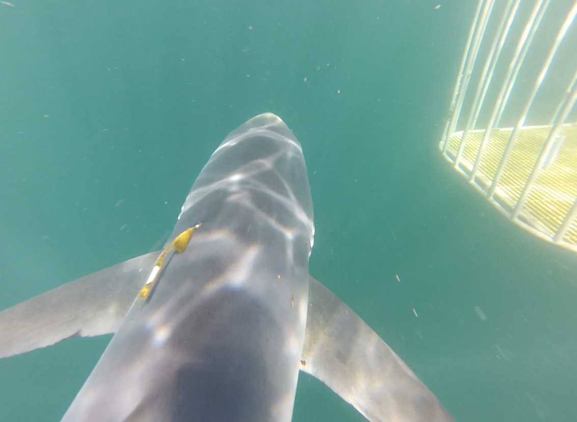  Close-up on the NMFS tag on a blue shark 