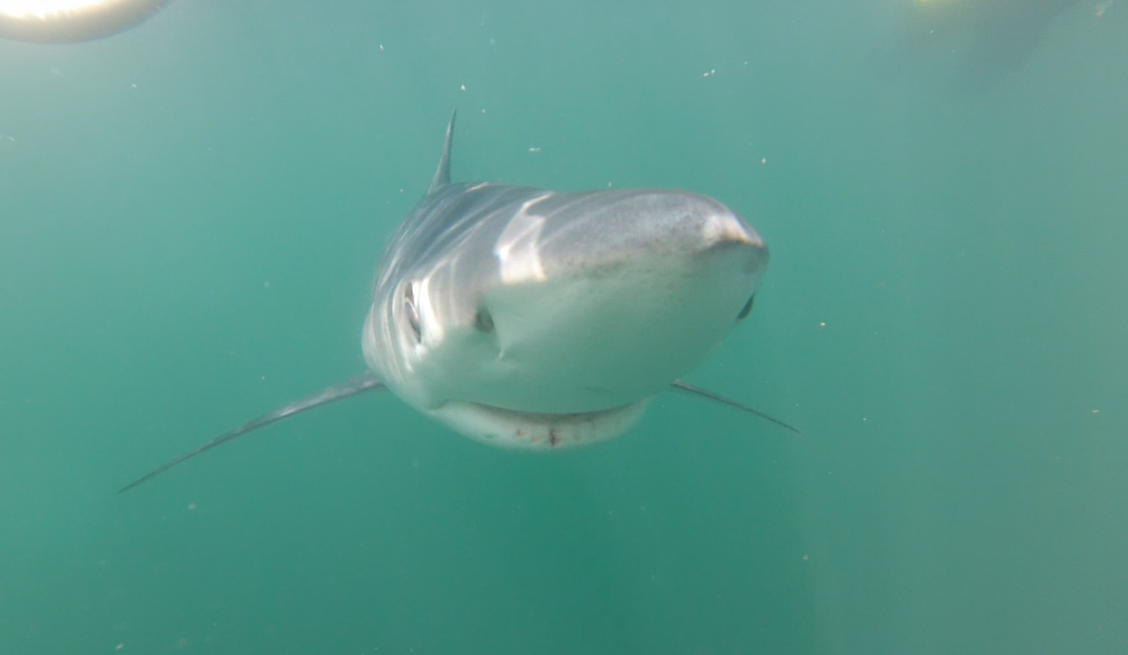  Blue shark off the coast of Rhode Island 