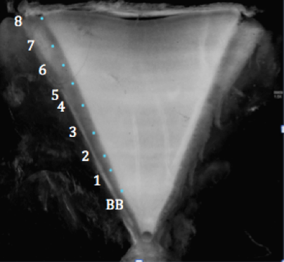 Marked blue shark vertebrae: BB stands for birthband and numbers represent age in years