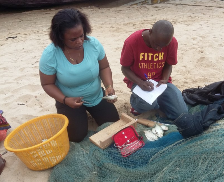 Evans hard at work gathering data in Ghana and training his field assistant on what measurements to take from the Sardinella
