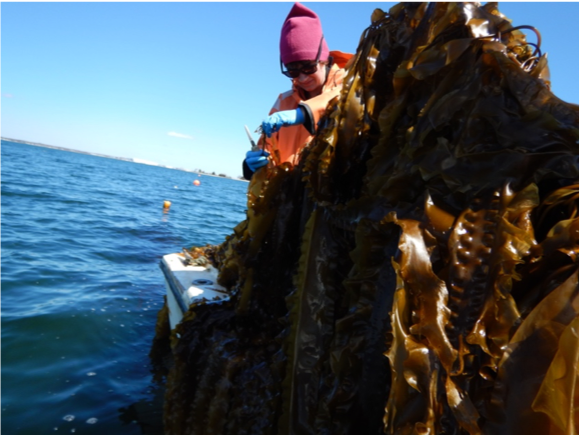 Celeste cuts kelp off the line for productivity estimates. Photo credit: Austin Humphries
