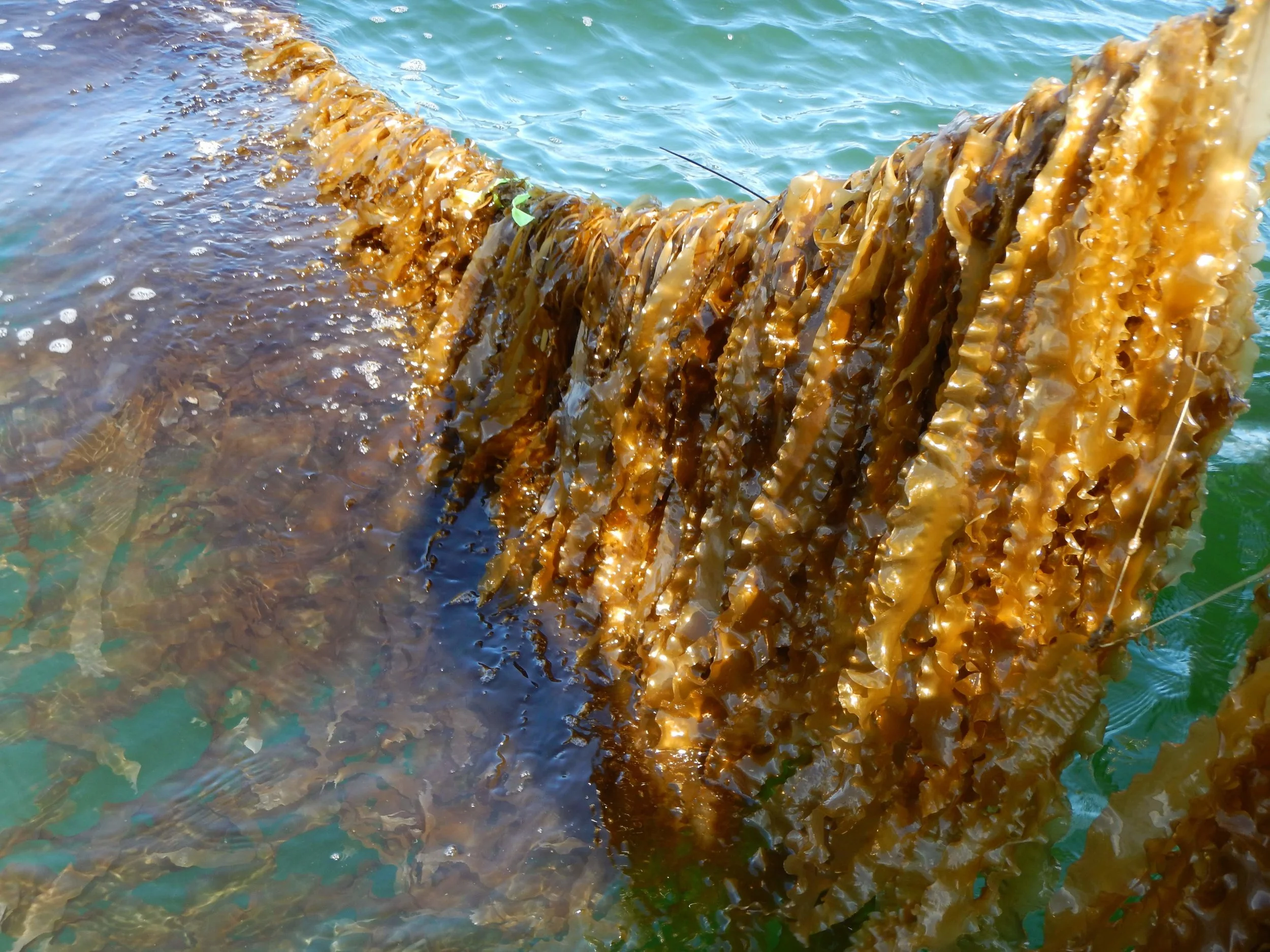 A Rome Point Oysters kelp line is pulled out of the water for growth measurements. Photo credit: Austin Humphries