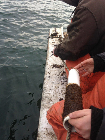 Russel Blank ties the seed line into the rope that kelp will be planted on while Dr. Lindsay Green-Gavrielidis holds the tube of kelp she grew. Photo Credit: Celeste Venolia.