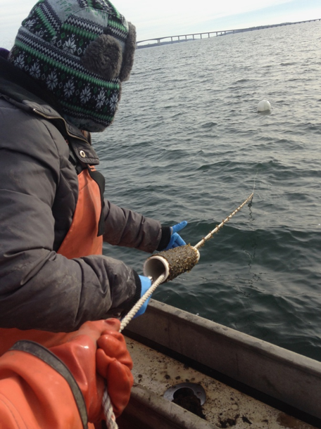 Dr. Lindsay Green-Gavrielidis holds the tube of young kelp making sure that it feeds onto the line smoothly while Celeste Venolia keeps smooth tension on the rope. Photo Credit: Celeste Venolia.