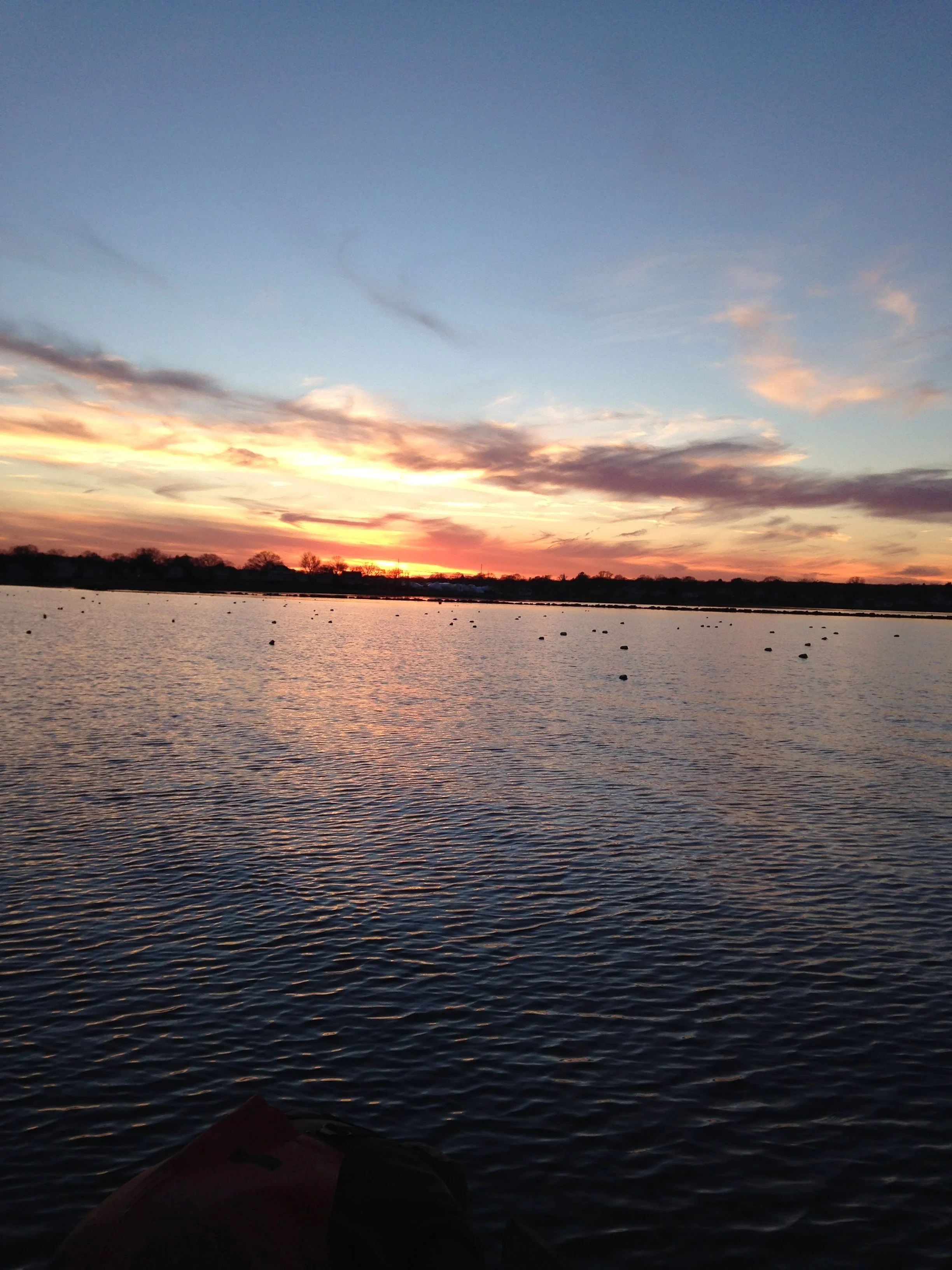 Dynamic Energy Budget modeling update 