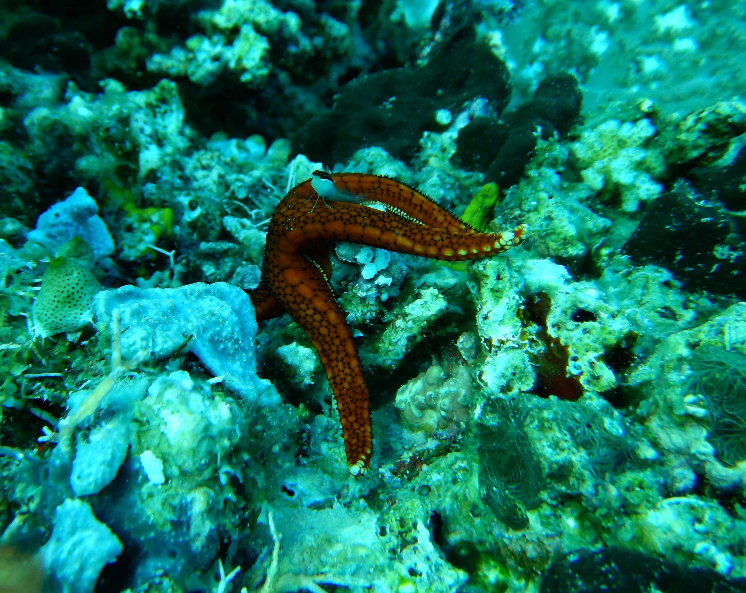 StarGoby.jpg