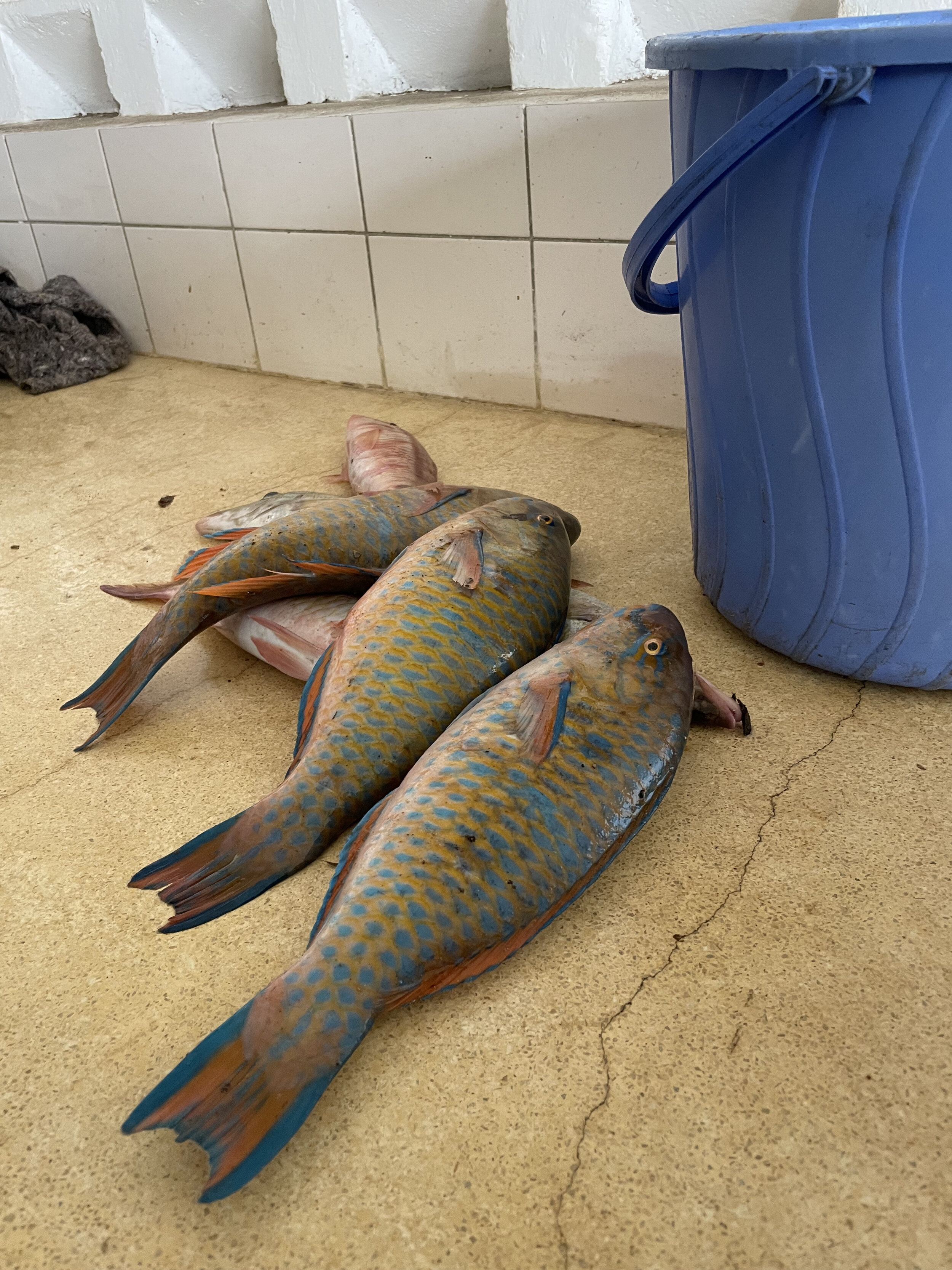 Freshly caught parrotfish sit on a counter in the beach management unit office