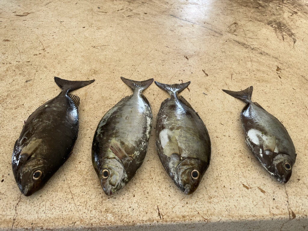 Four freshly caught rabbitfish sit on the counter of the beach management unit office.