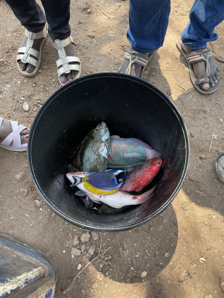 A five gallon bucket with various reef fish.