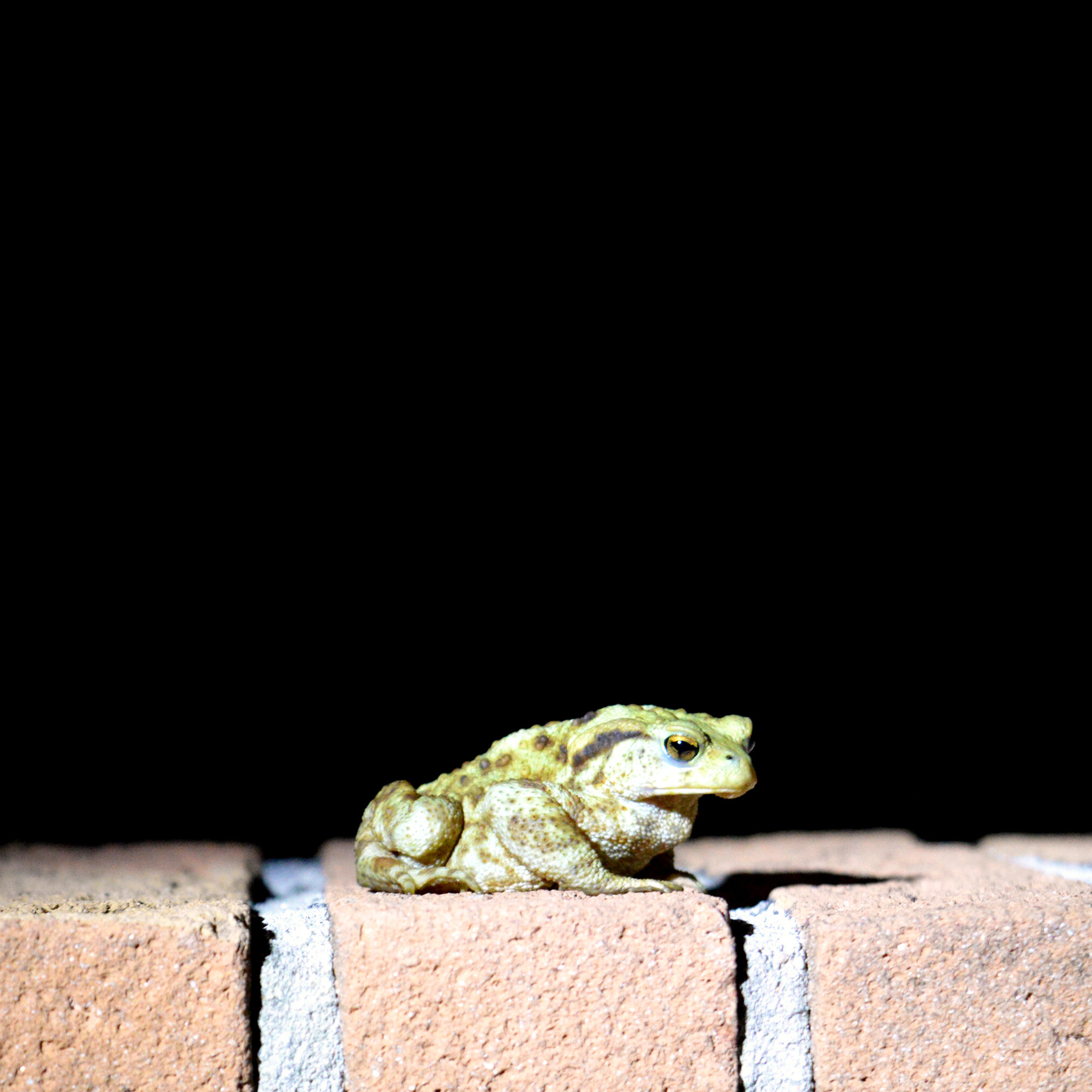 121 - Papre Frog 03.jpg