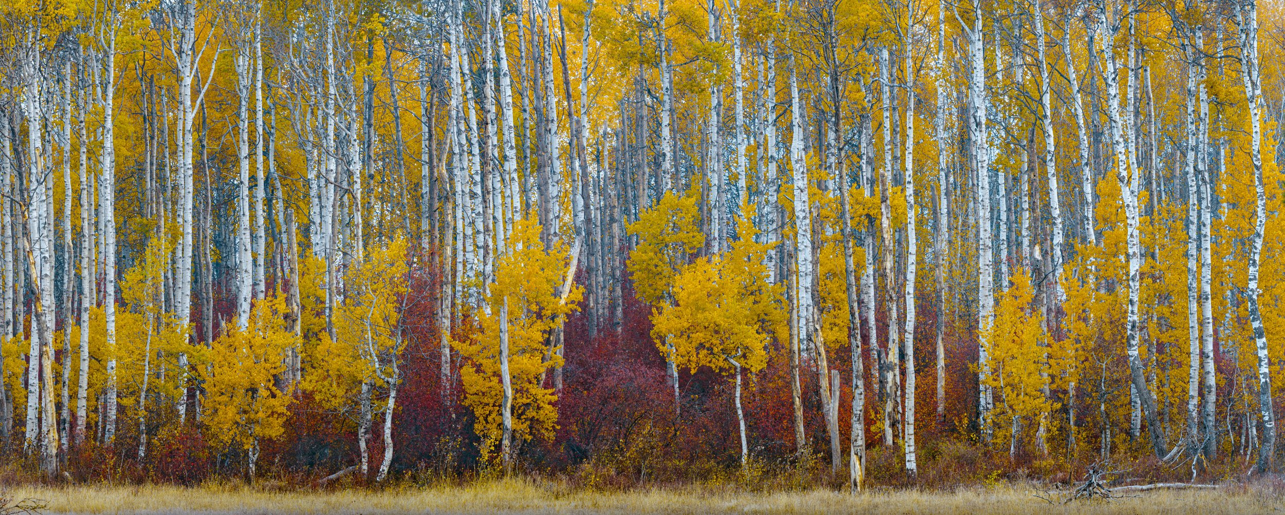 Landscape photo print of a grove of aspen trees with fall color