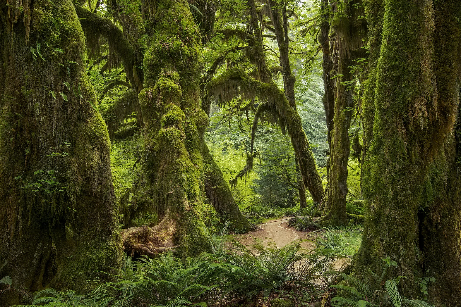 Large Wall Art Print of mossy trees in Hoh Rainforest Hall of Mosses