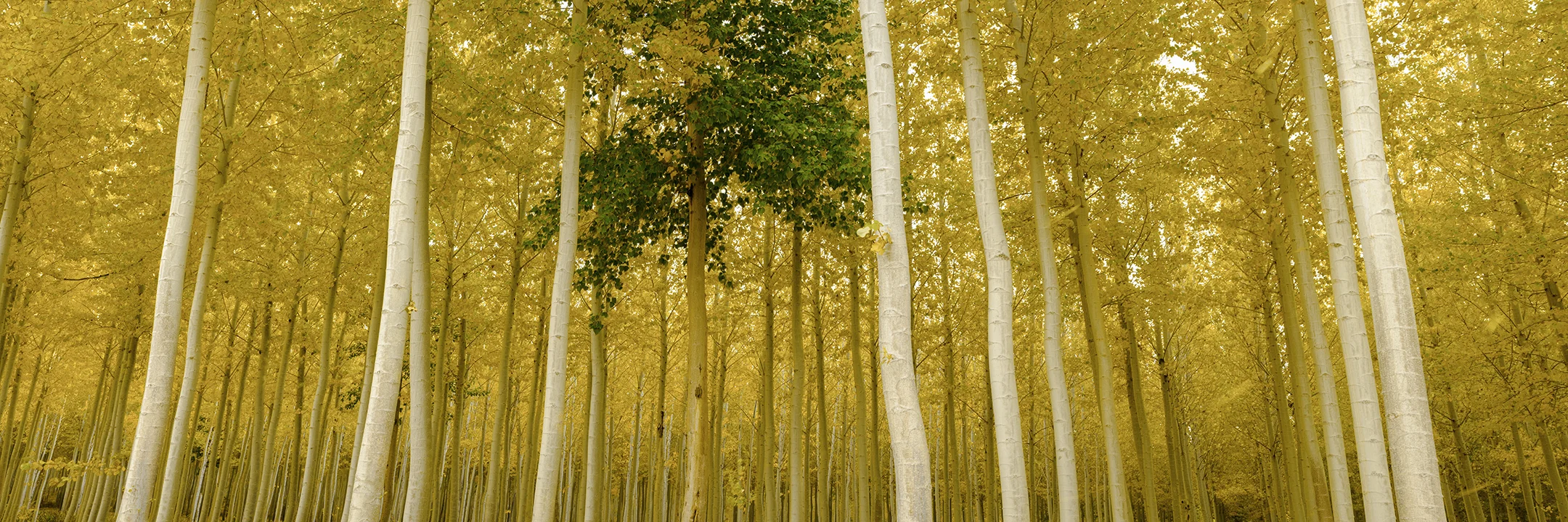 A forest scene with tall, slender trees with white bark and yellow leaves, and one tree with green leaves in the center. Landscape Photography wall art for sale.