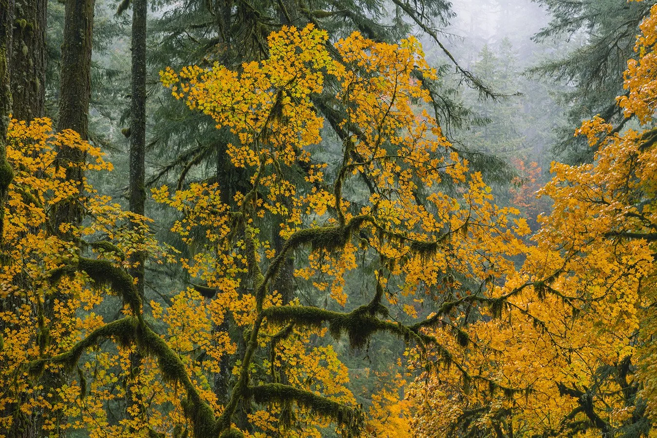 Large photo print of autumn maple trees