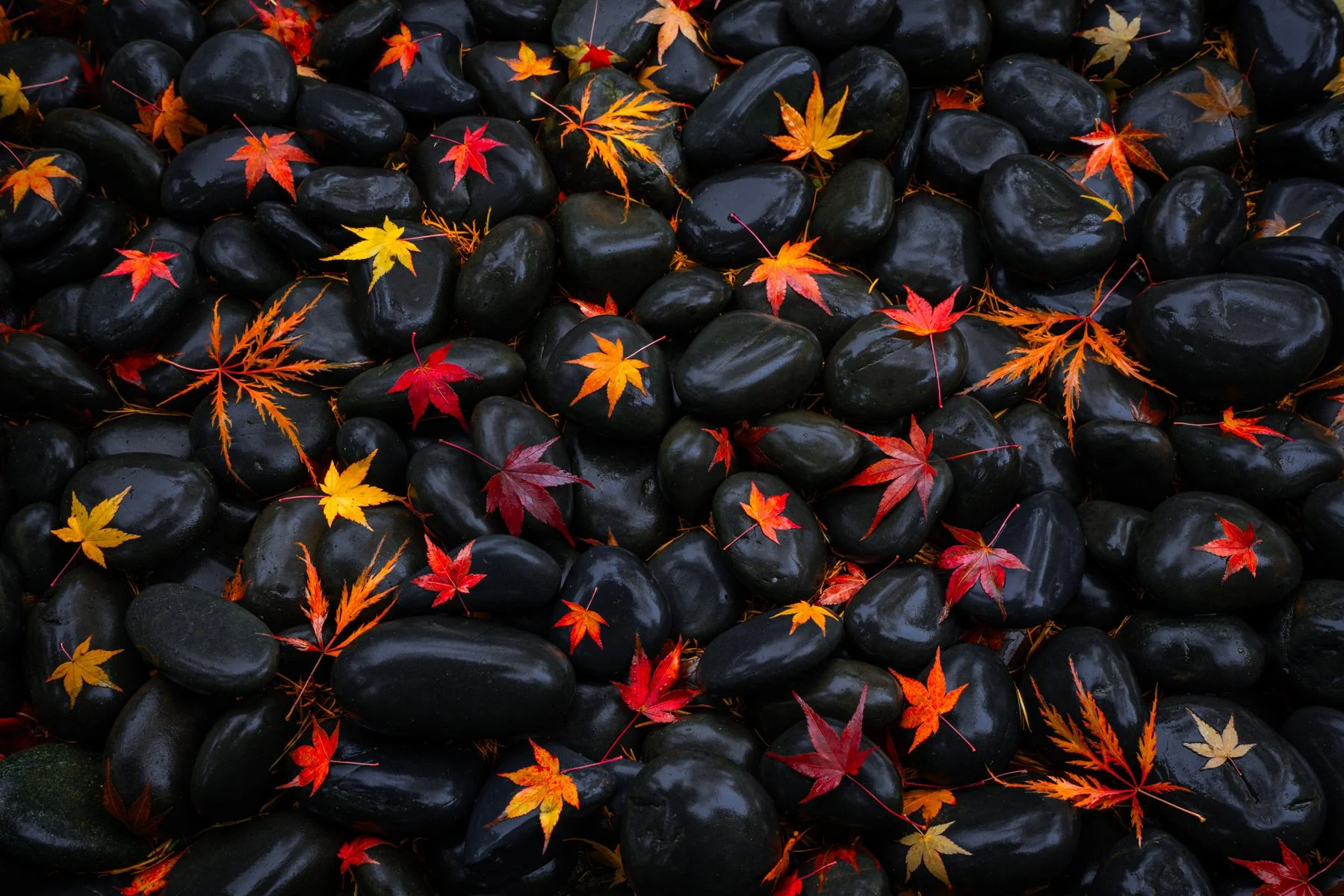 Red-maple-leaves.jpg