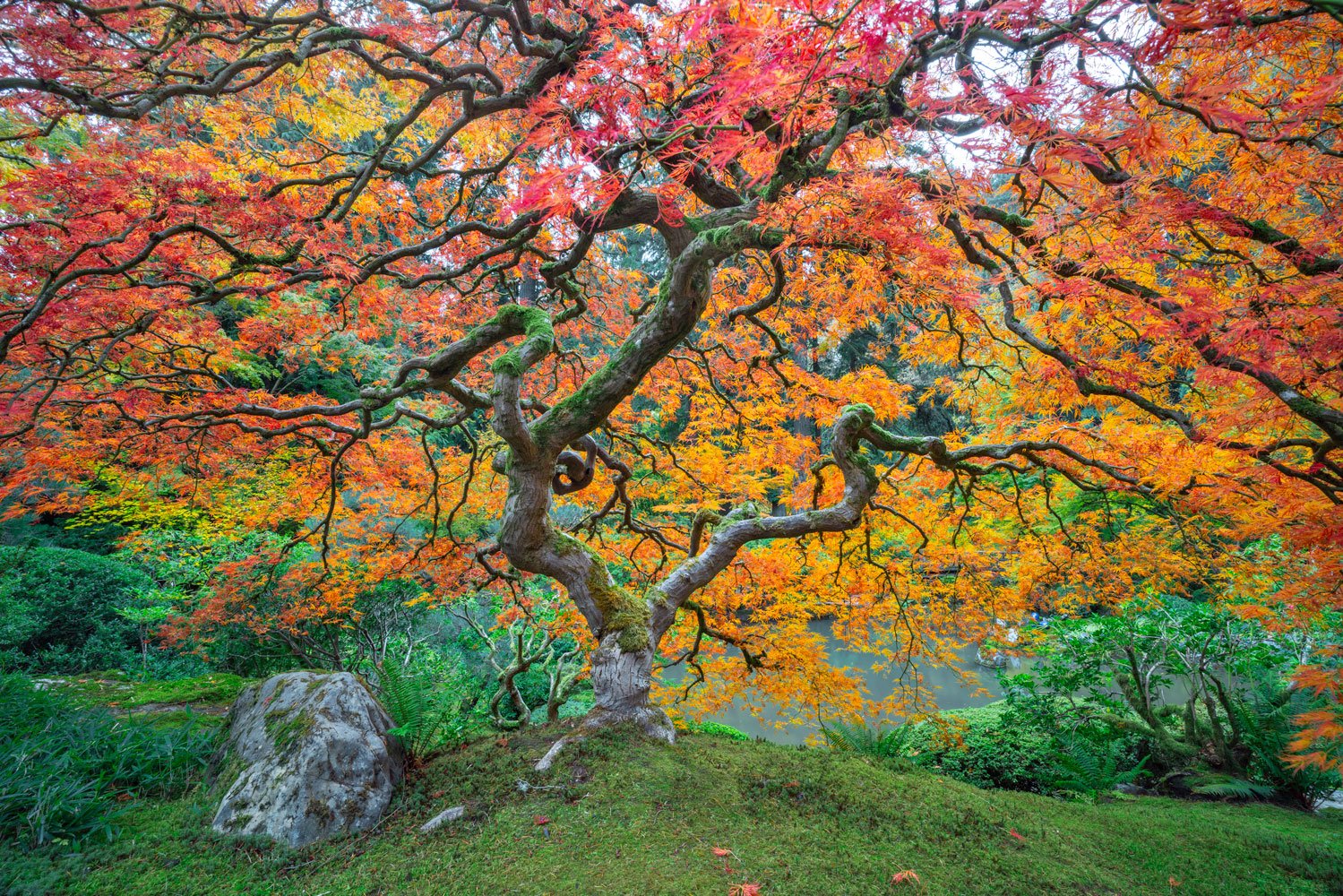 Fall color photography of the Portland Japanese Garden famous maple tree in Oregon. Peter Lik's Tree of Life photograph was taken at this famous Japanese maple tree.
