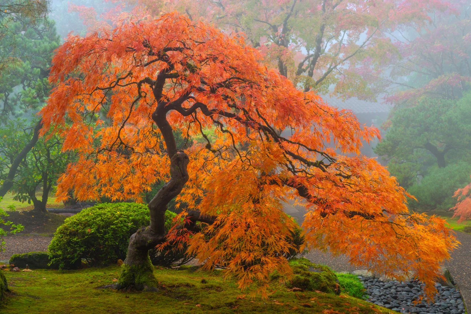 Red-Japanese-Maple-Tree-in-the-Fog